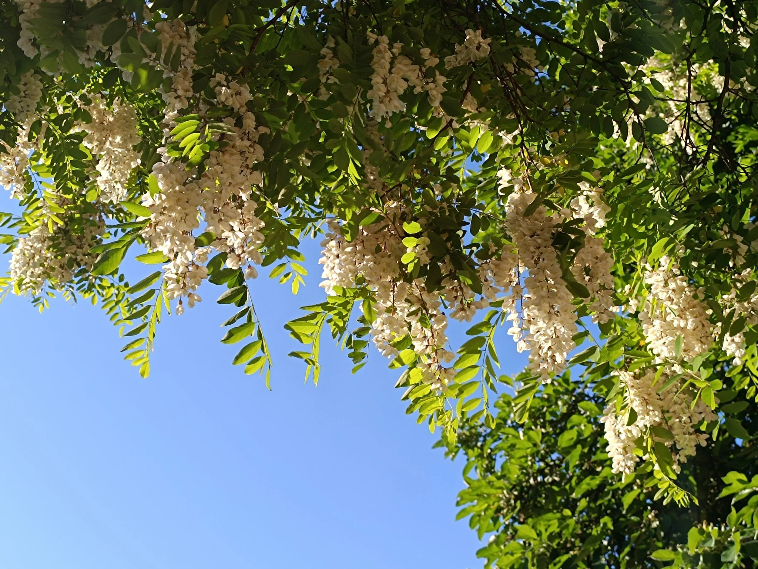White flowers hanging from a tree with green leaves, blue sky visible in the background.