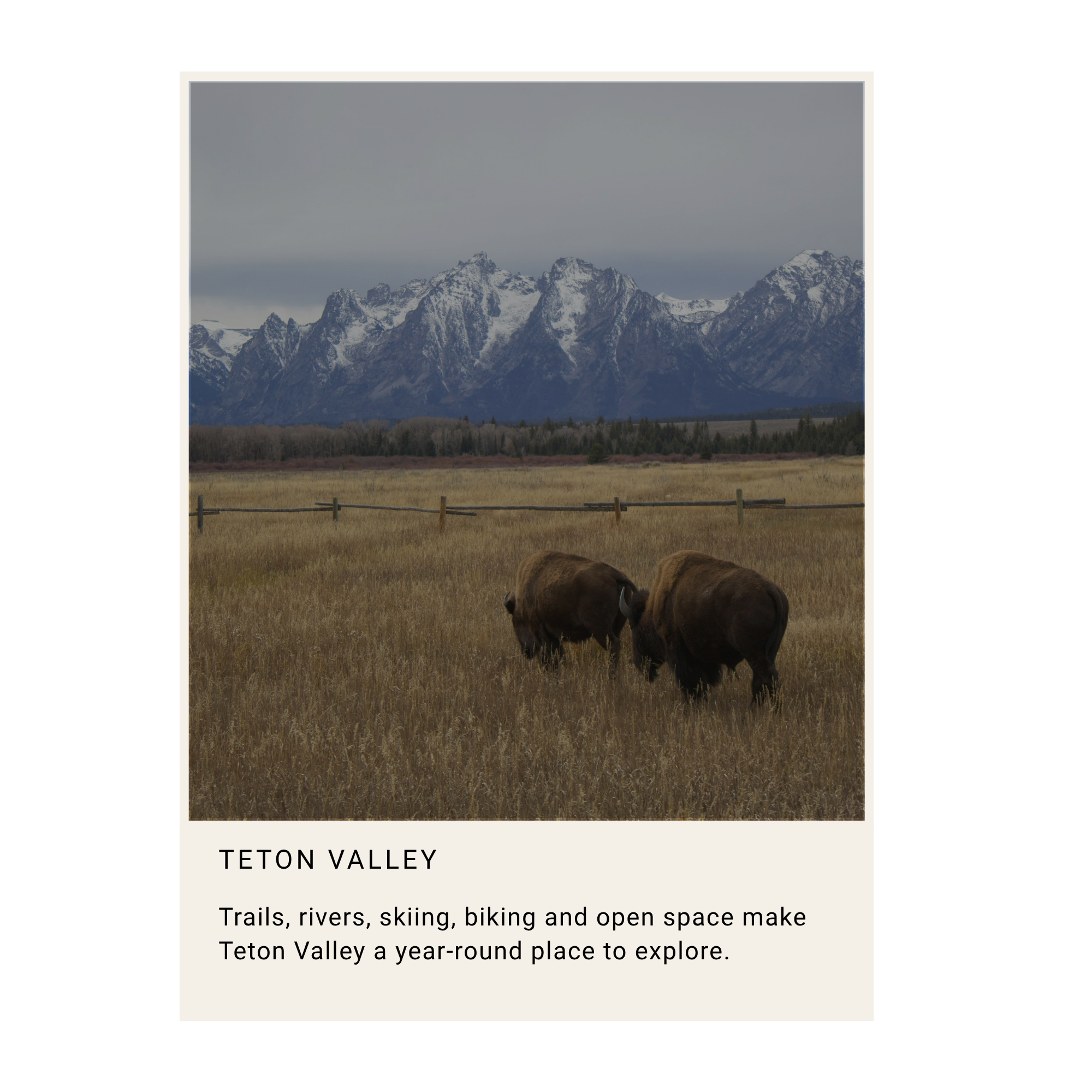 Photo of snow-capped mountains in the Teton Valley, with a grassy foreground and a few bison grazing.