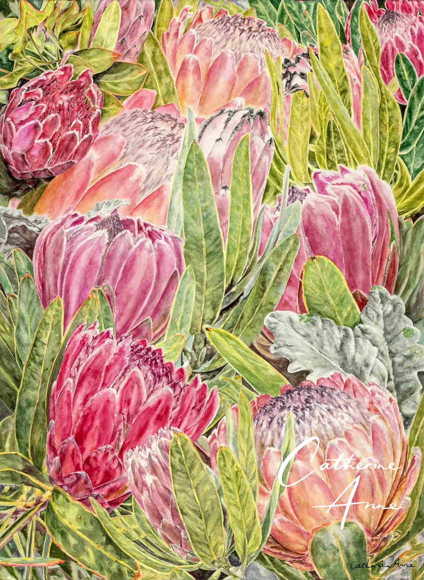 Proteas