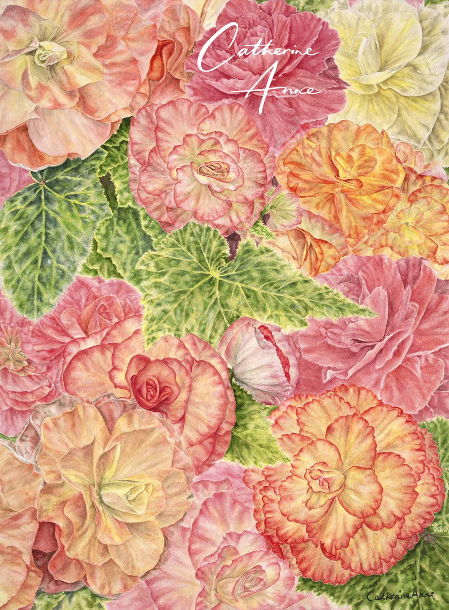 Begonias