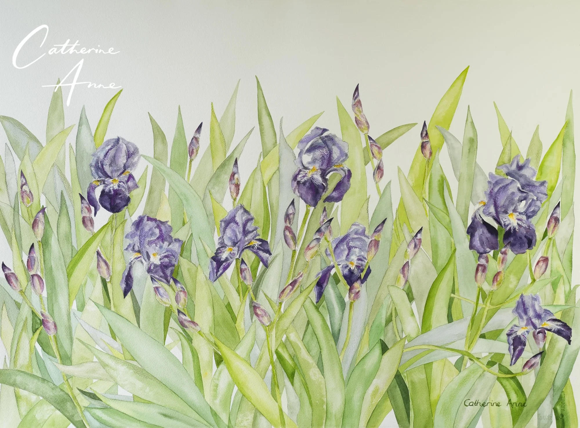 Irises at Cerisay 