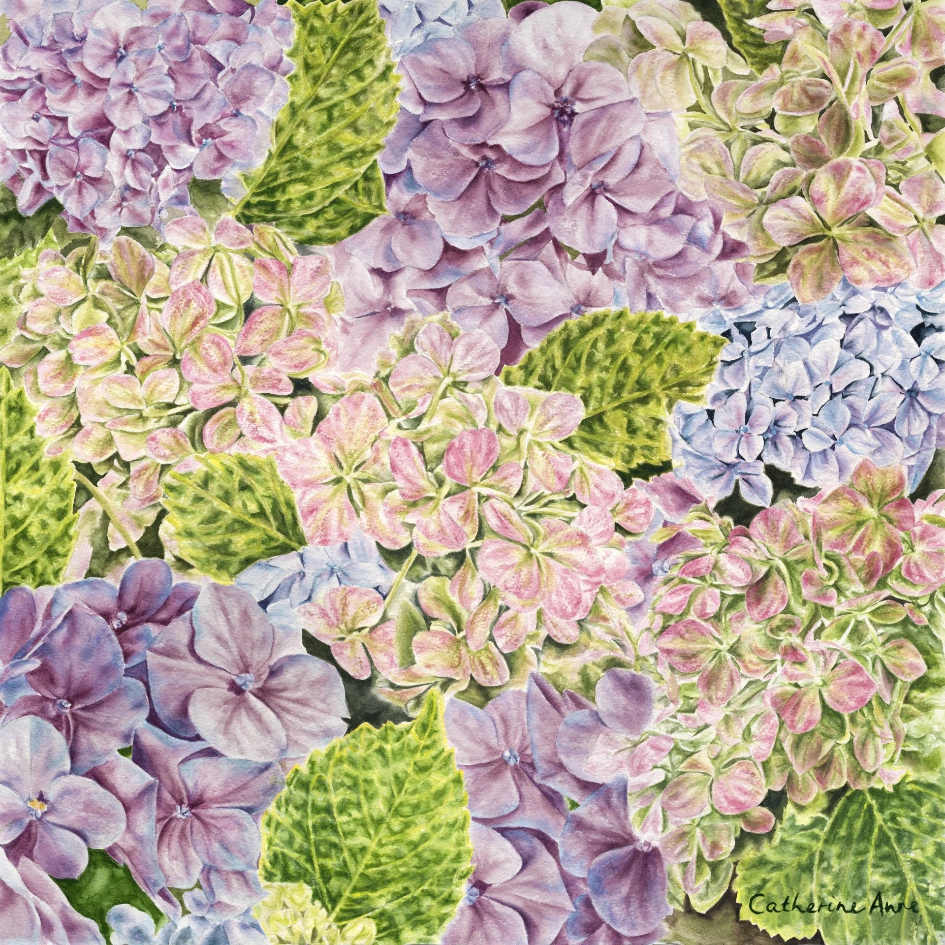 Hydrangeas