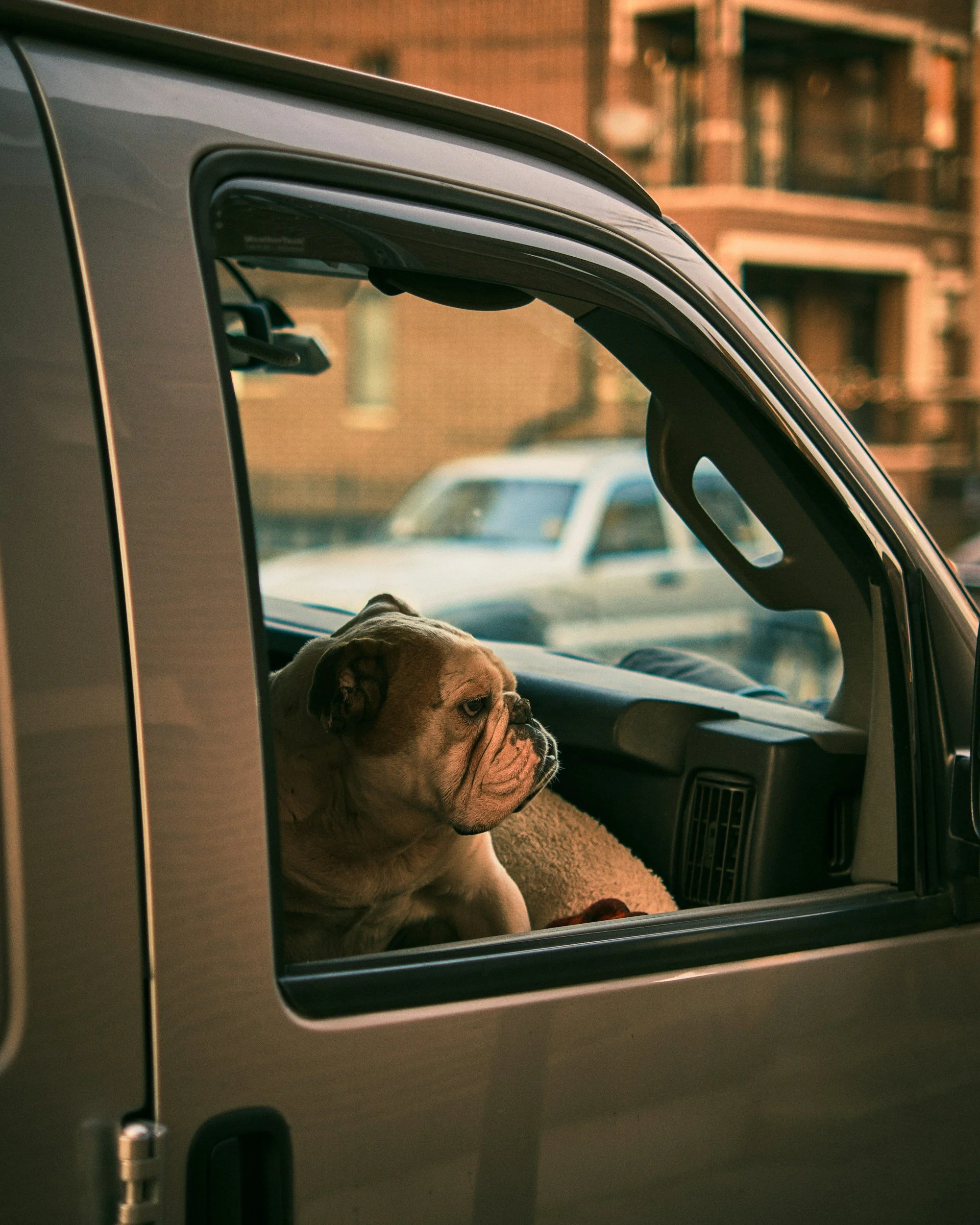 Dog riding in a vehicle representing PACFA-licensed animal transportation.