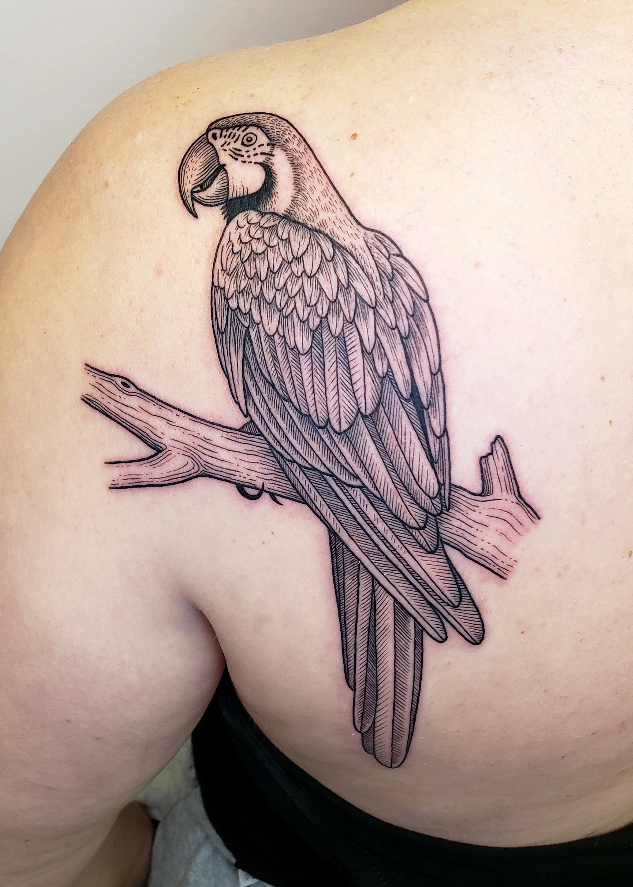 Black outline tattoo of a parrot perched on a branch, located on a person's shoulder.