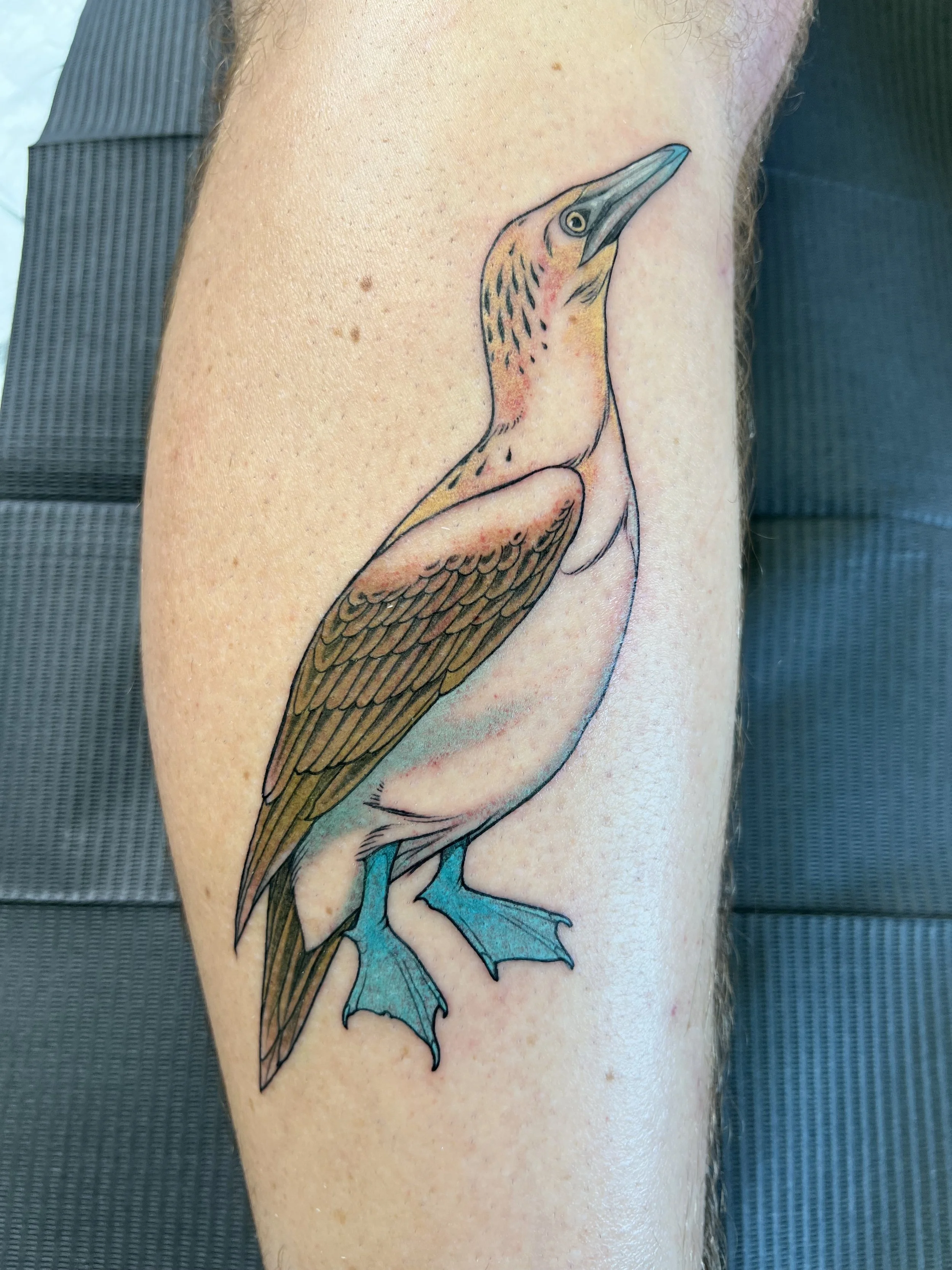 A colorful tattoo of a bird on a person's arm, featuring blue feet, an elongated beak, and detailed feathers.