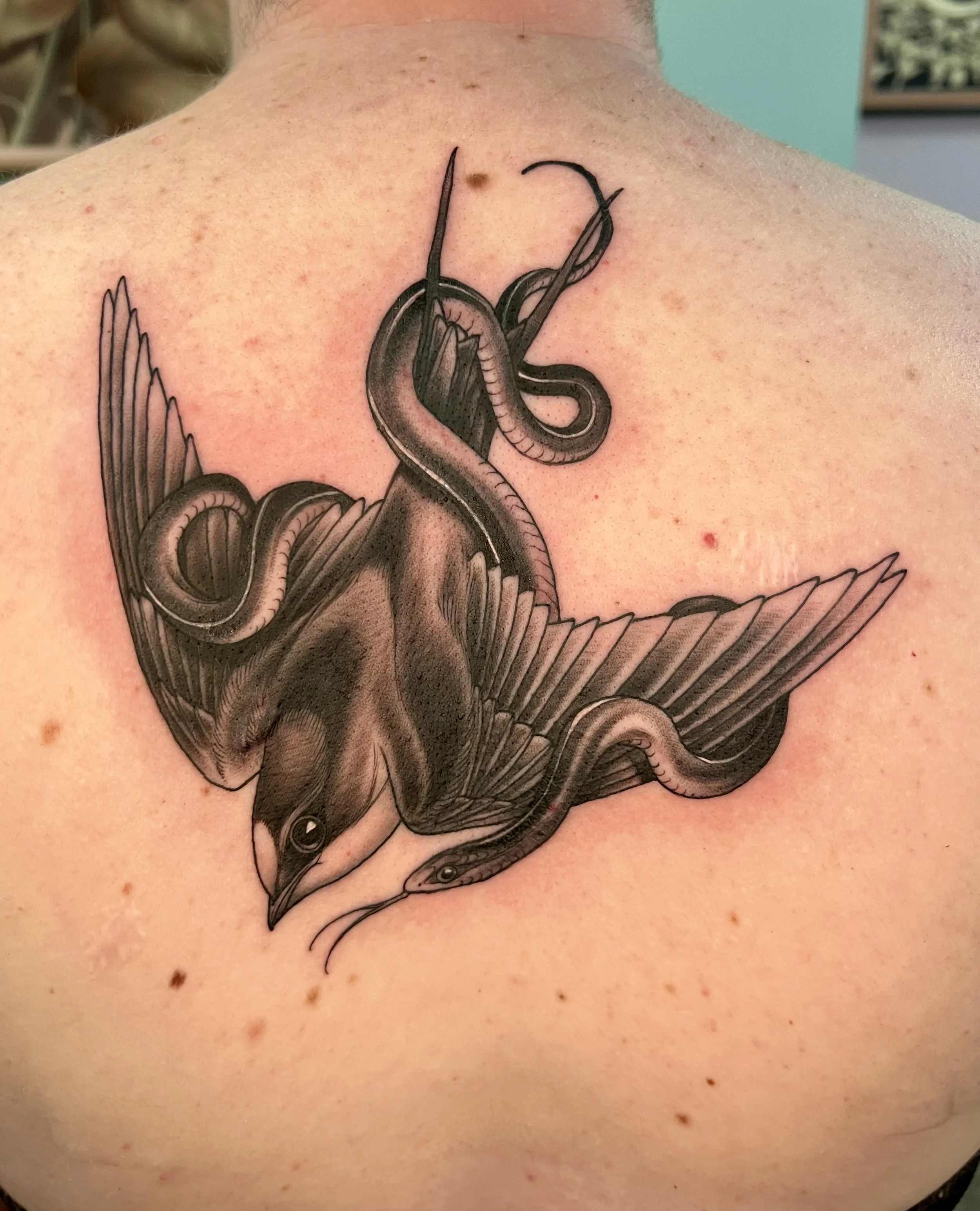 Bold illustrative tattoo of a sparrow with a snake wrapped around it on an upper back
