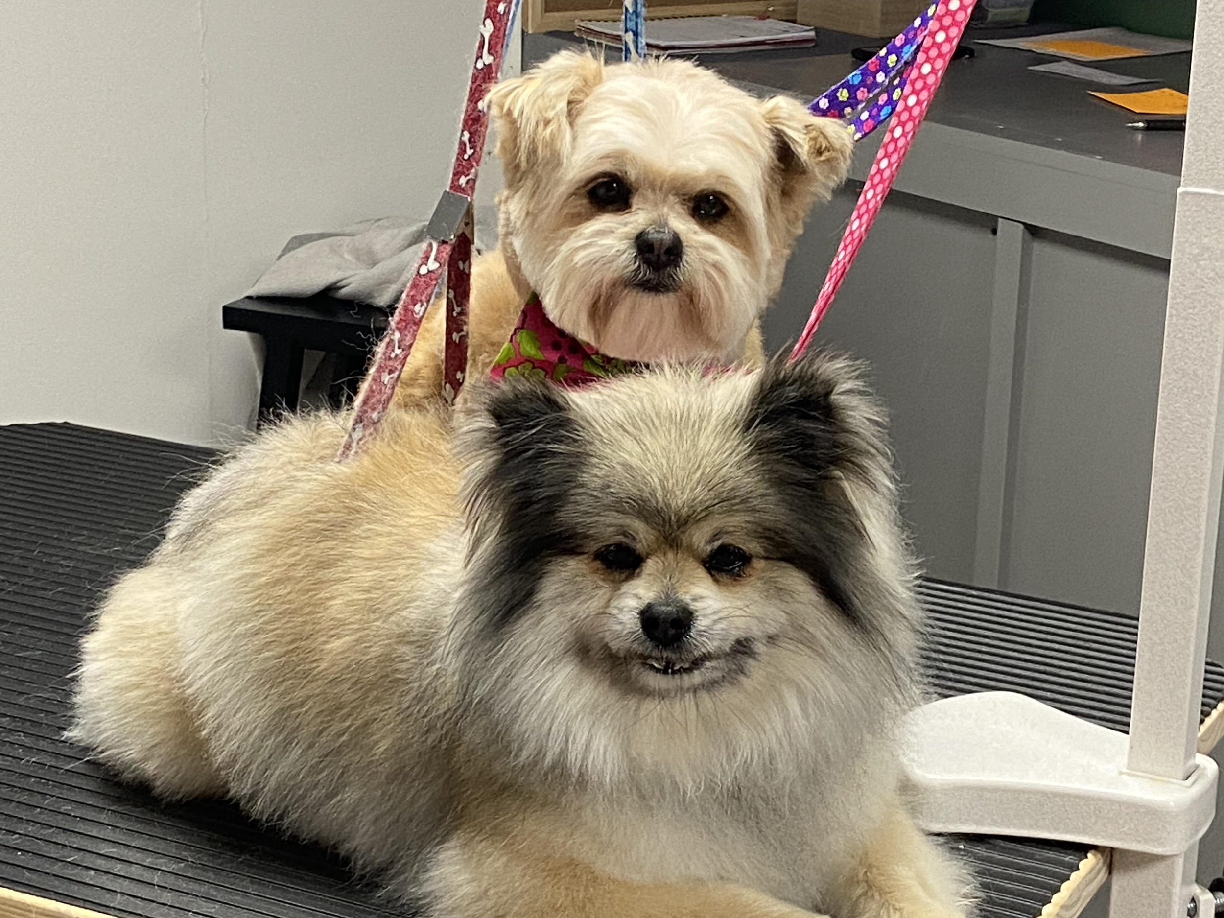 A fluffy beige dog with black pointed ears and dark eyes sitting on a black rubber mat in an indoor setting, with another dog partially visible in the back.