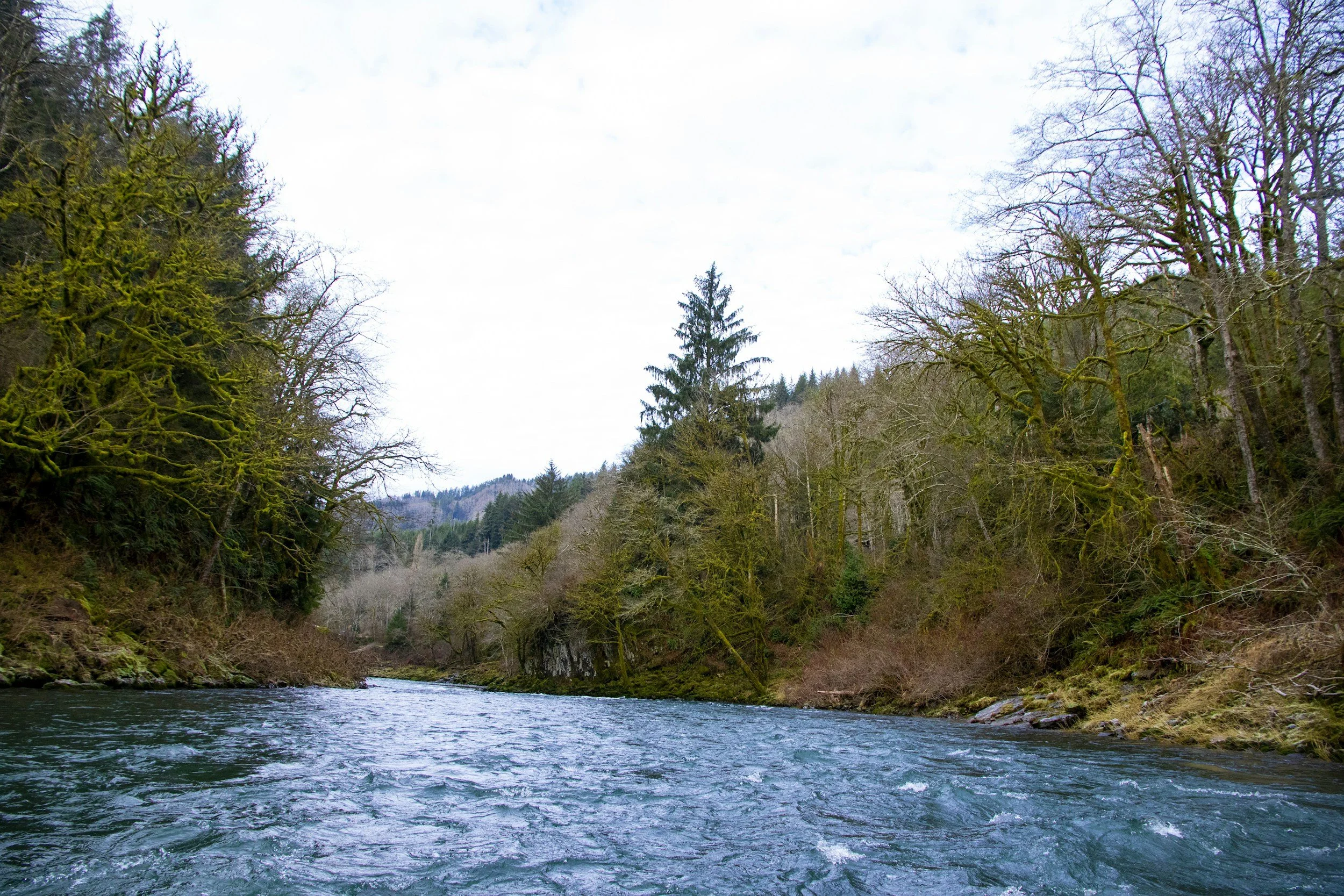 A river flowing through a lush forest with moss-covered trees and a partly cloudy sky.