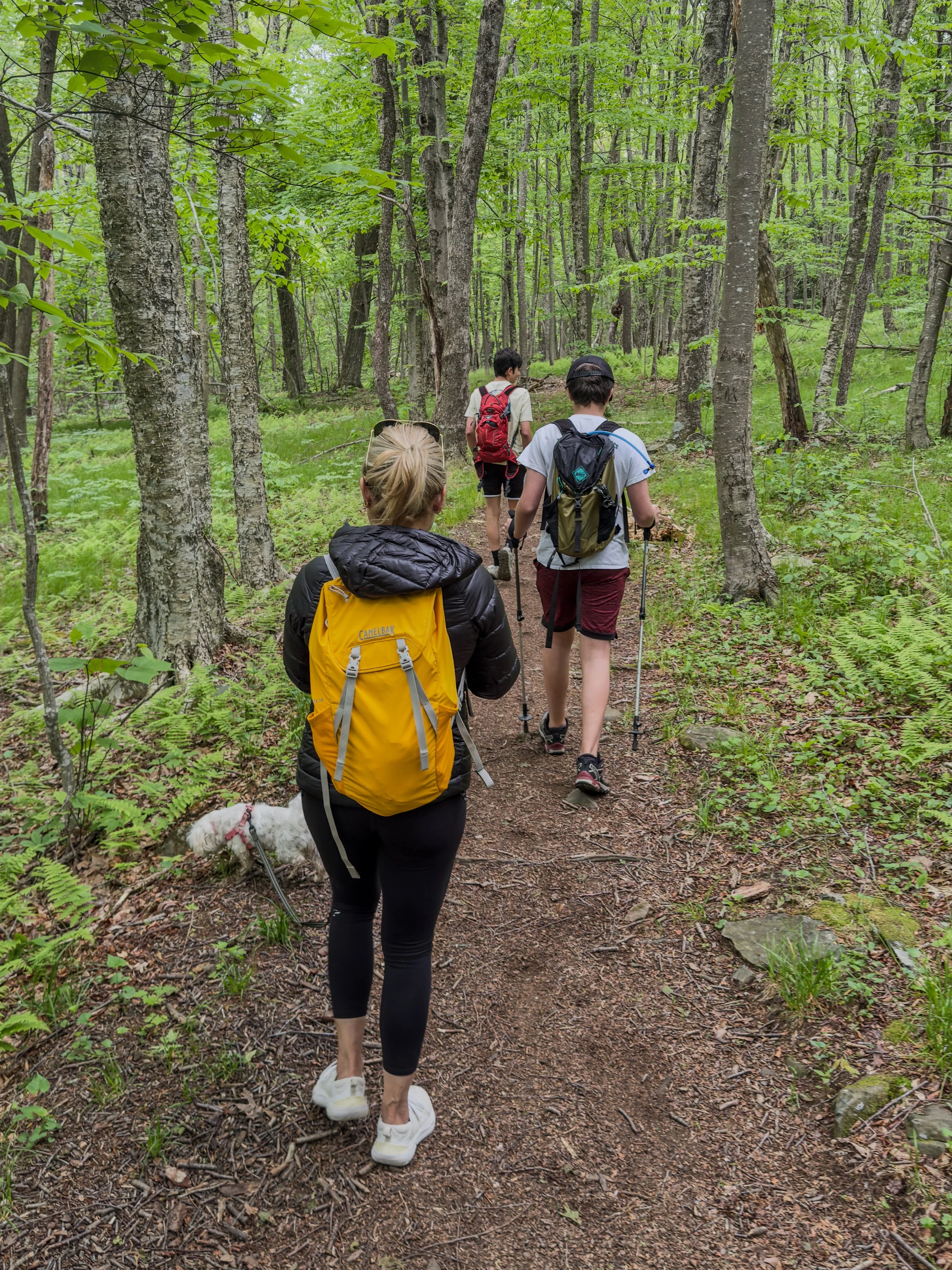 A woman in a yellow backpack on a wooded trail, with two more hikers carrying packs and trekking poles ahead and a small dog beside the path.