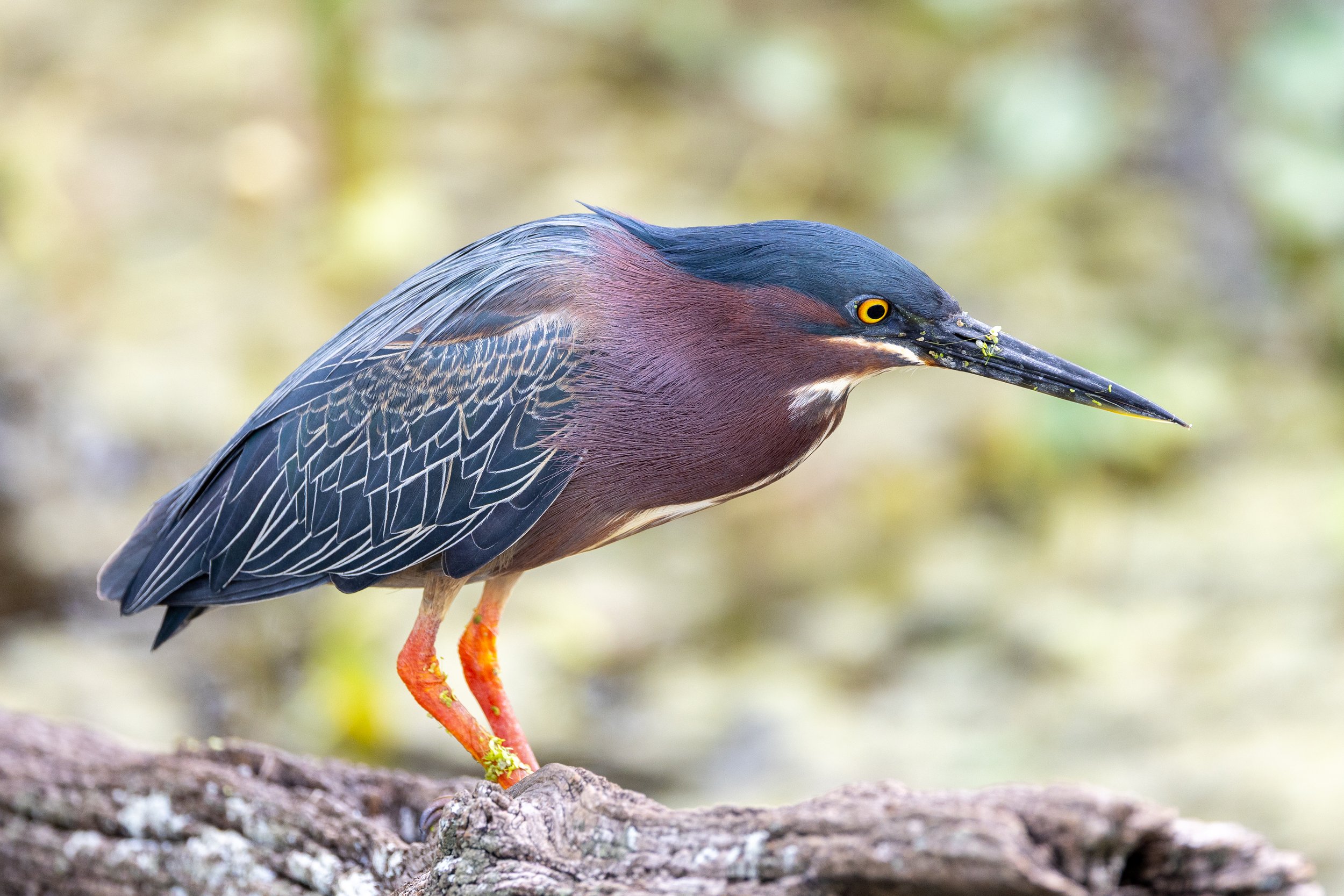 Green Heron.jpg