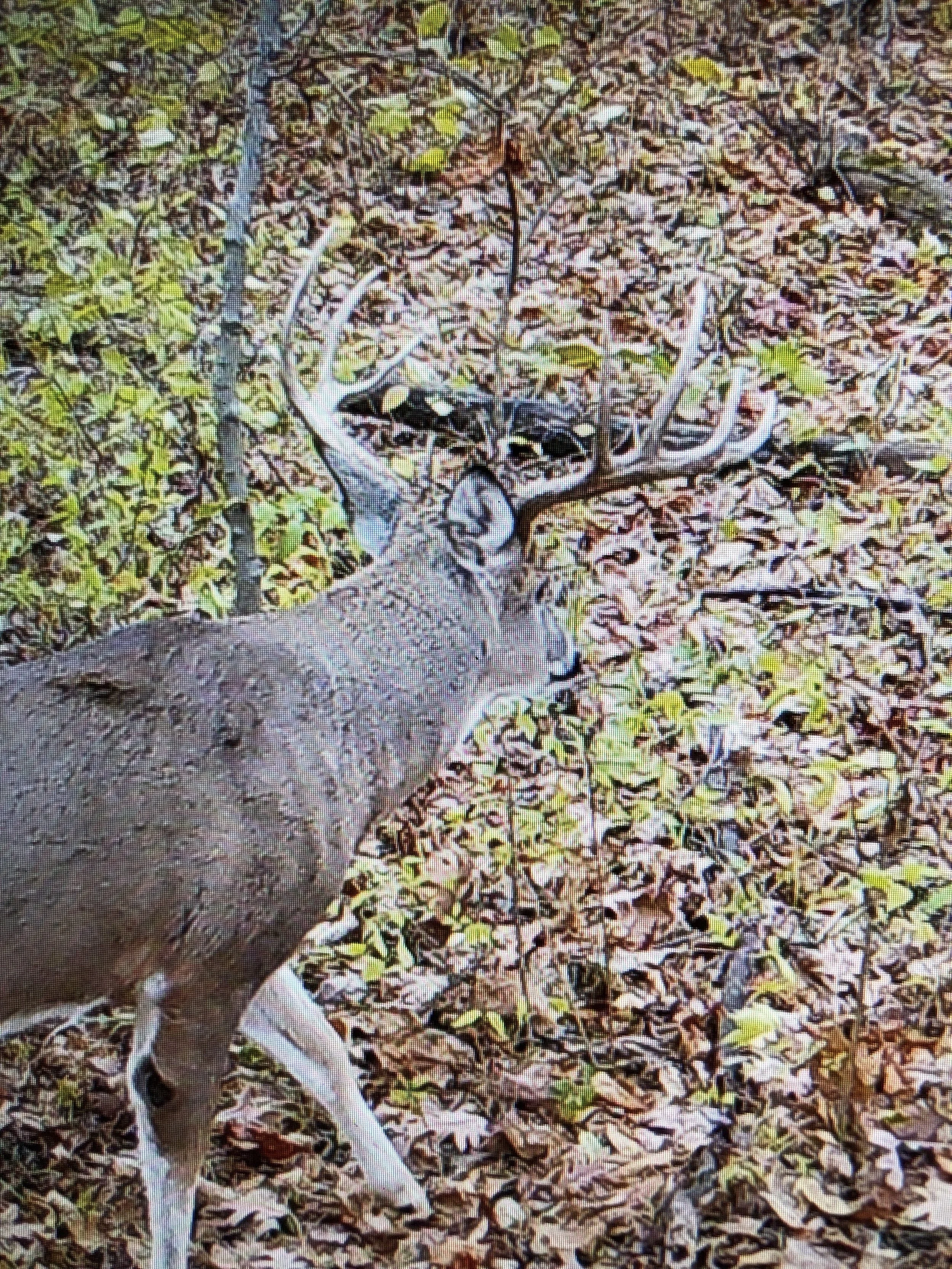 A deer with antlers standing among fallen autumn leaves.
