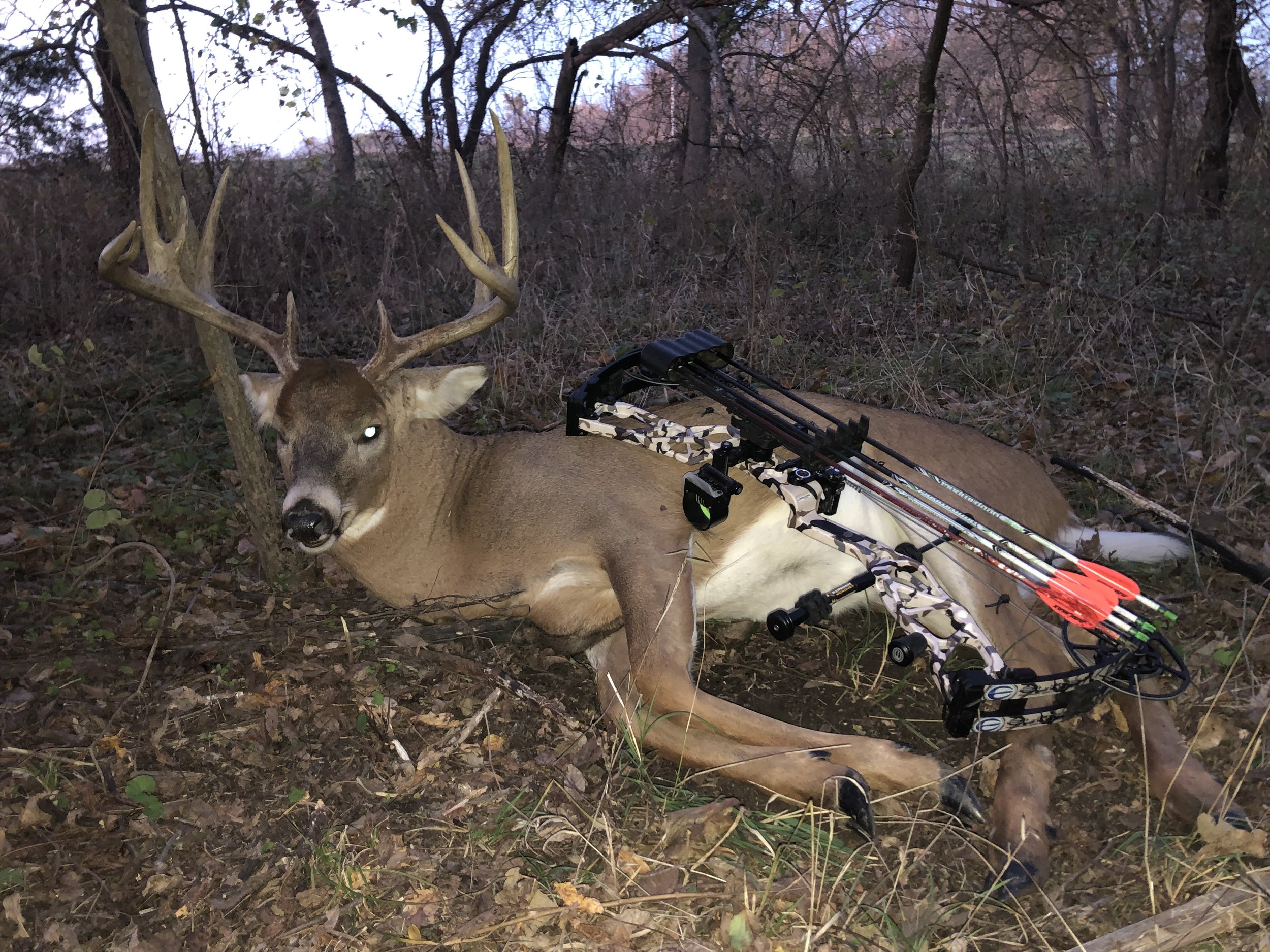 A deer with antlers lying on the forest floor near a hunting bow and arrow in a wooded area at dusk.