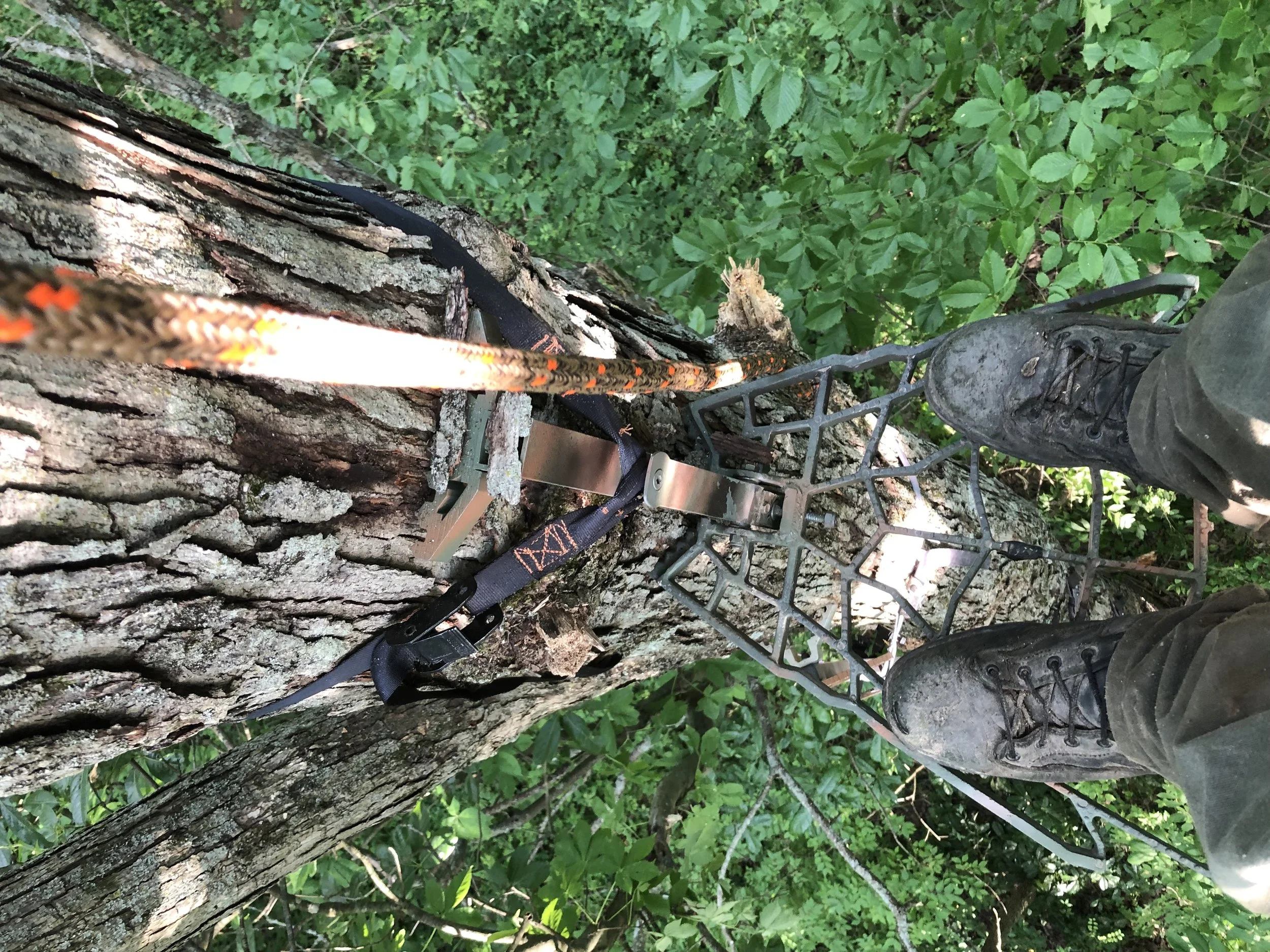 A person wearing hiking shoes standing on a metal platform attached to a tree in a forest, with green leaves and branches surrounding.