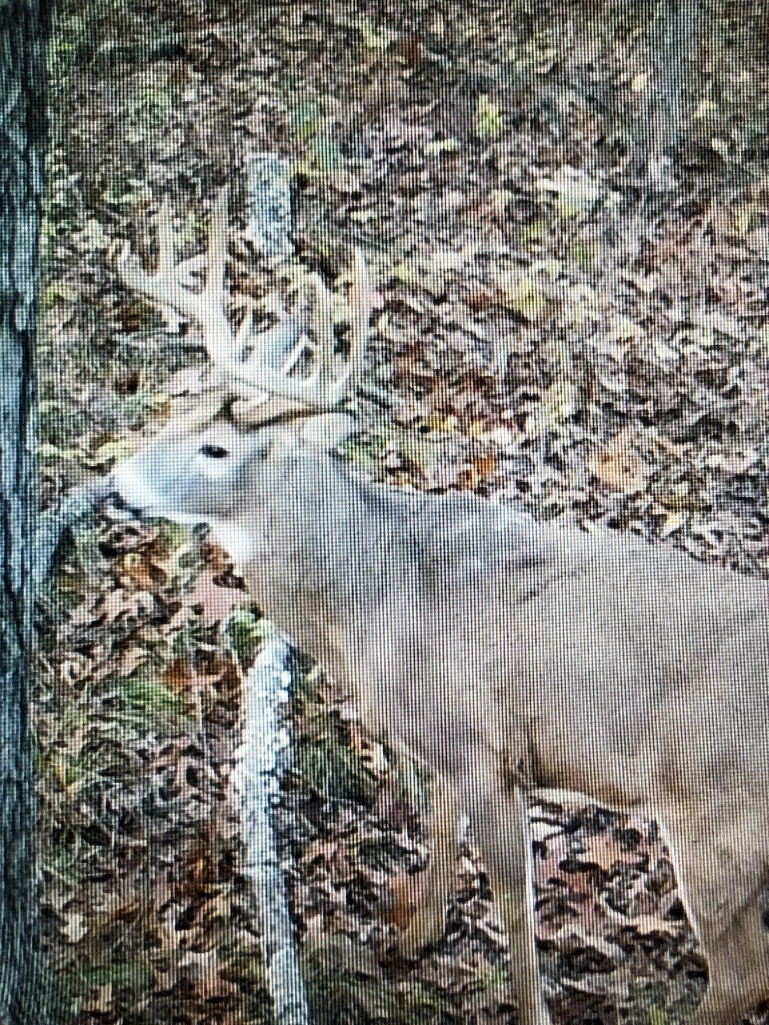 A deer lying on the ground among fallen leaves, with its antlers visible.