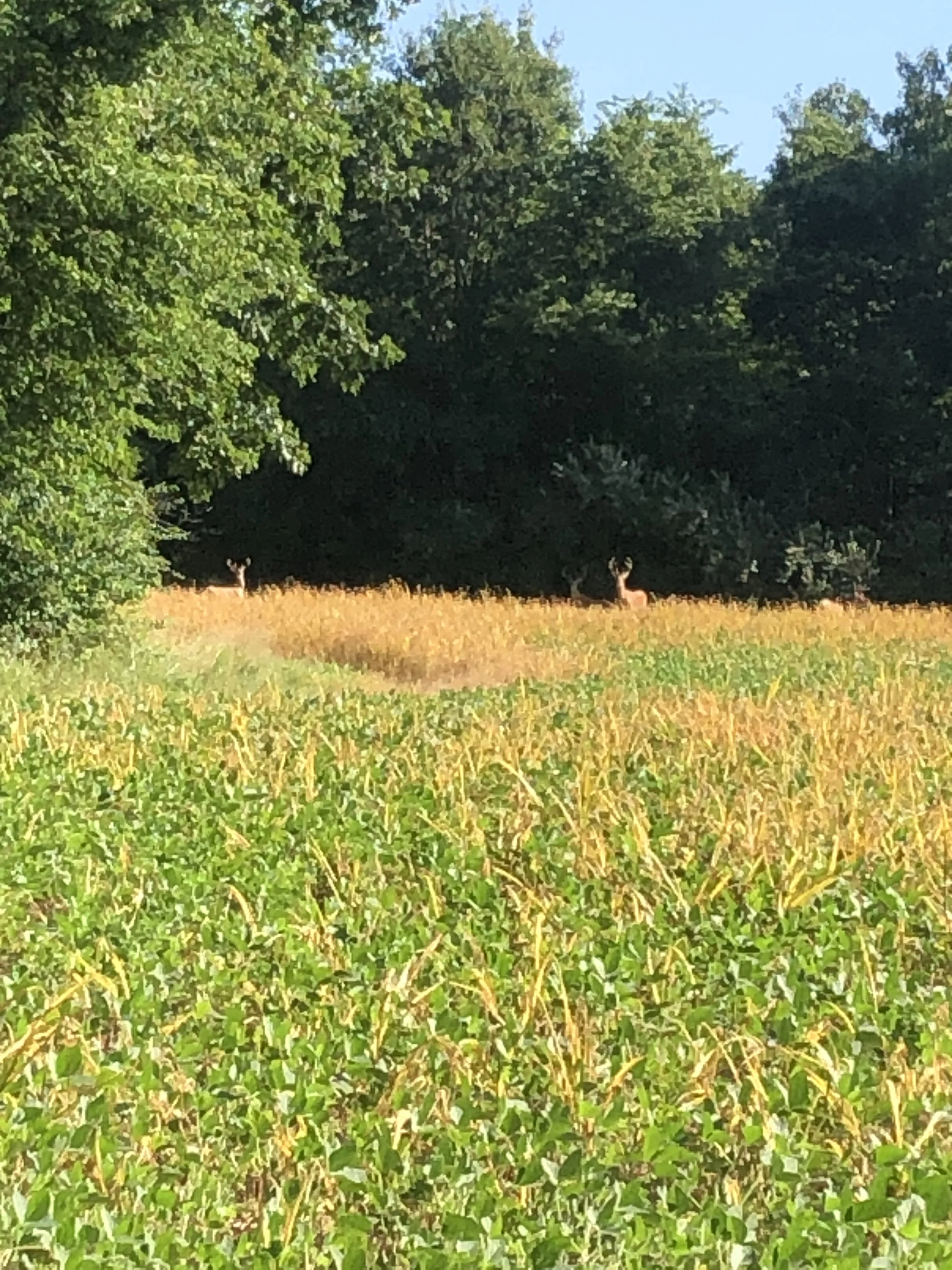 Deer in a lush green field near trees and bushes under a clear blue sky.