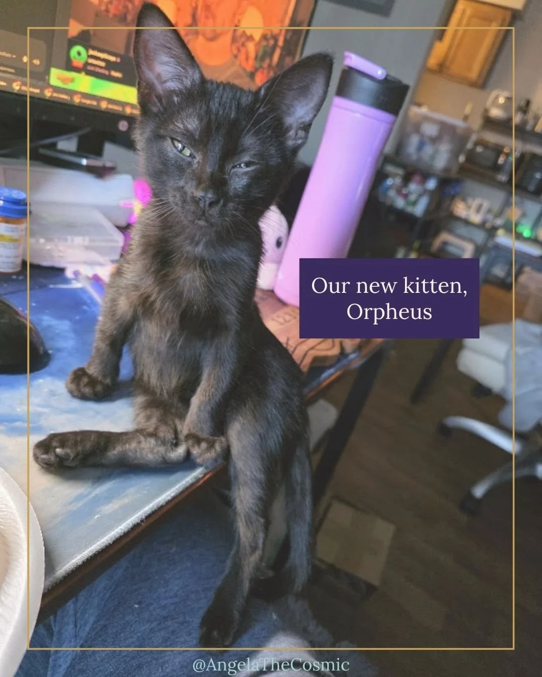 Things I've loved in August so far... 🌙

🐾 Our new kitten. We adopted him a few weeks ago and he's already the funniest, most chaotic little addition to our household. His name is Orpheus.

🌱 Repotting plant babies. My plants made 5 little offshoo