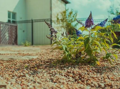 A small plant with purple and green leaves growing in a gravel yard next to a fence and house.