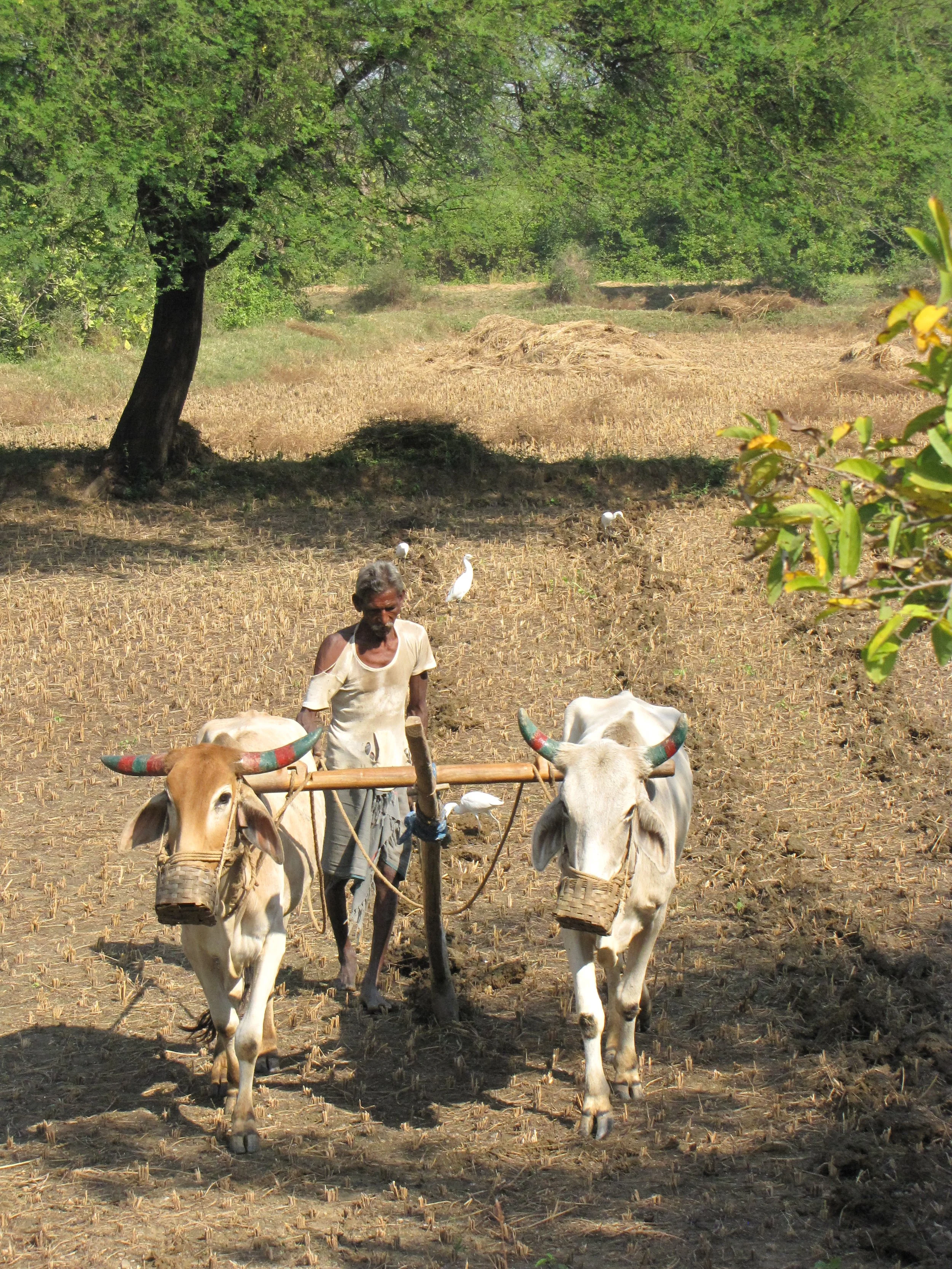 Gujarat, India. 2013