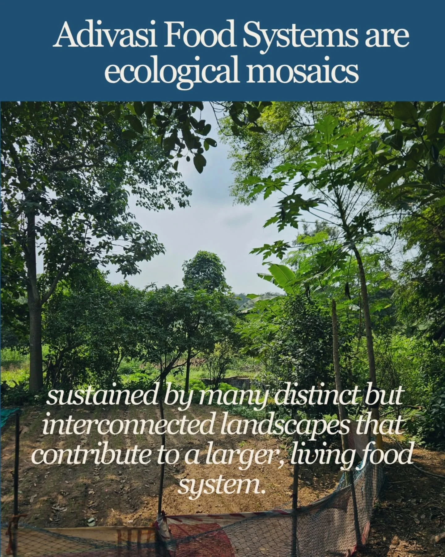 Adivasi food systems form an ecological mosaic of forests, fields, gardens, ponds and rivers. These connected habitats support diverse crops, wild foods, aquatic species and medicinal plants across seasons. When diverse landscapes are replaced by mon
