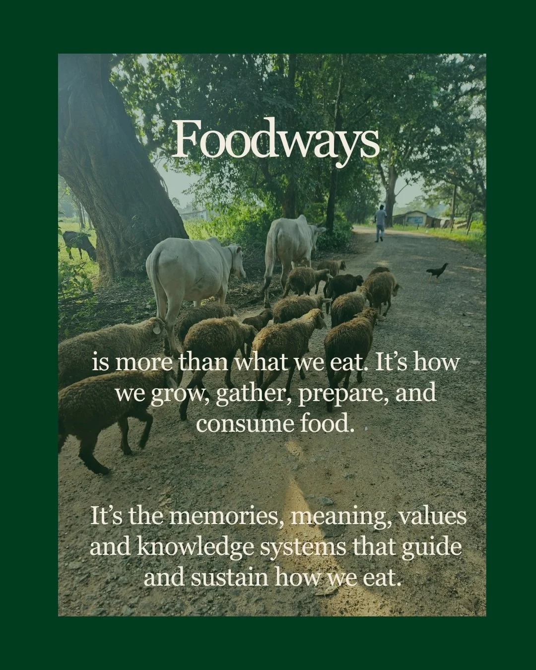 Memories of da: mandi and maar jhor. Note how narratives of poverty, scarcity and distress are also narratives of resilience, strength and adaptation. 
#indigenousfoodways #adivasi #foodsovereignty #jharkhand