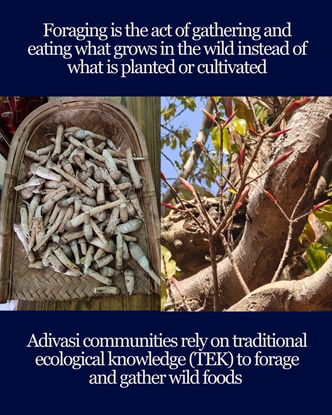 Foraging for wild foods does not begin at the forest edge. Our research shows that foraging begins at the doorstep of homes and extends through fields, riverbanks, and forests. Taking only what is needed, rather than transforming habitats for intensi
