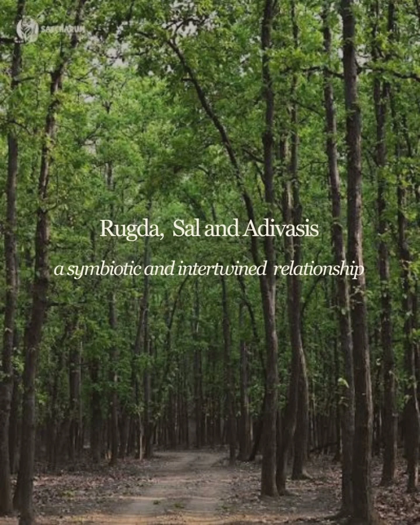 To understand Rugda is to understand a food as part of a living, interconnected system.

What can Rugda teach us about food, forests, and resilience?

#AdivasiFoodways #Rugda #IndigenousFoodSystems #ForestFoods #Jharkhand
