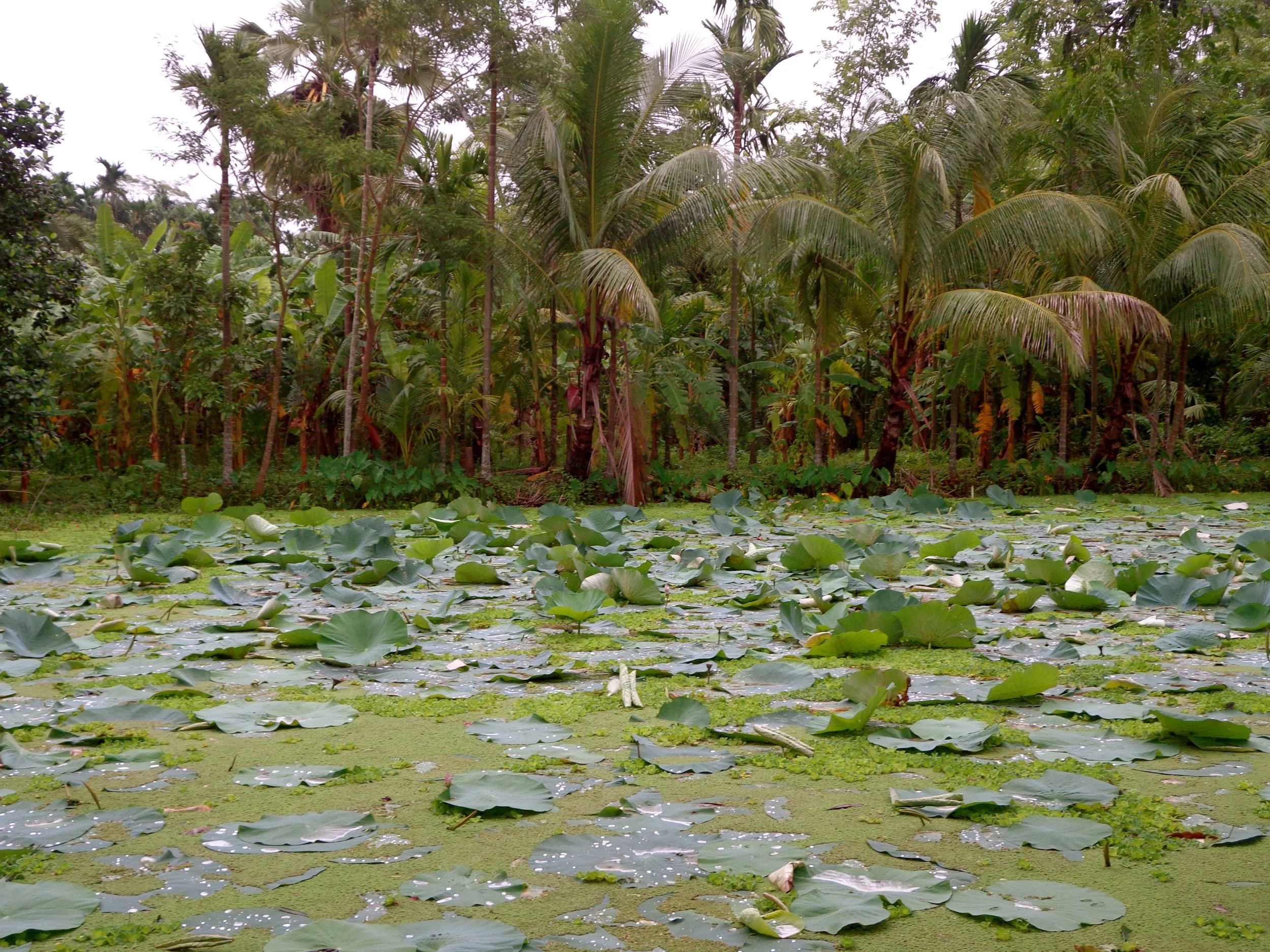 Barisal, Bangladesh 2012