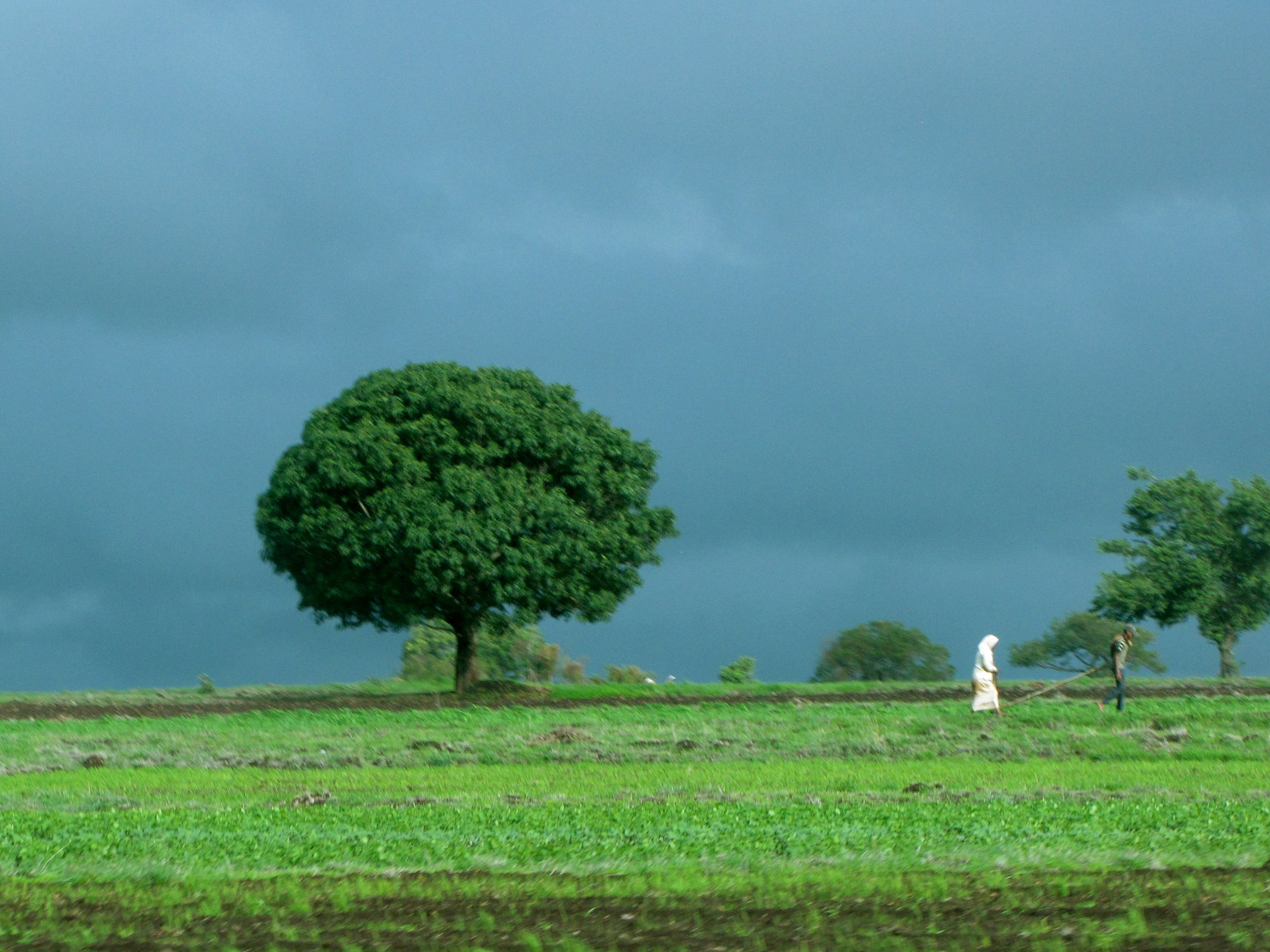 Maharashtra, India. 2011