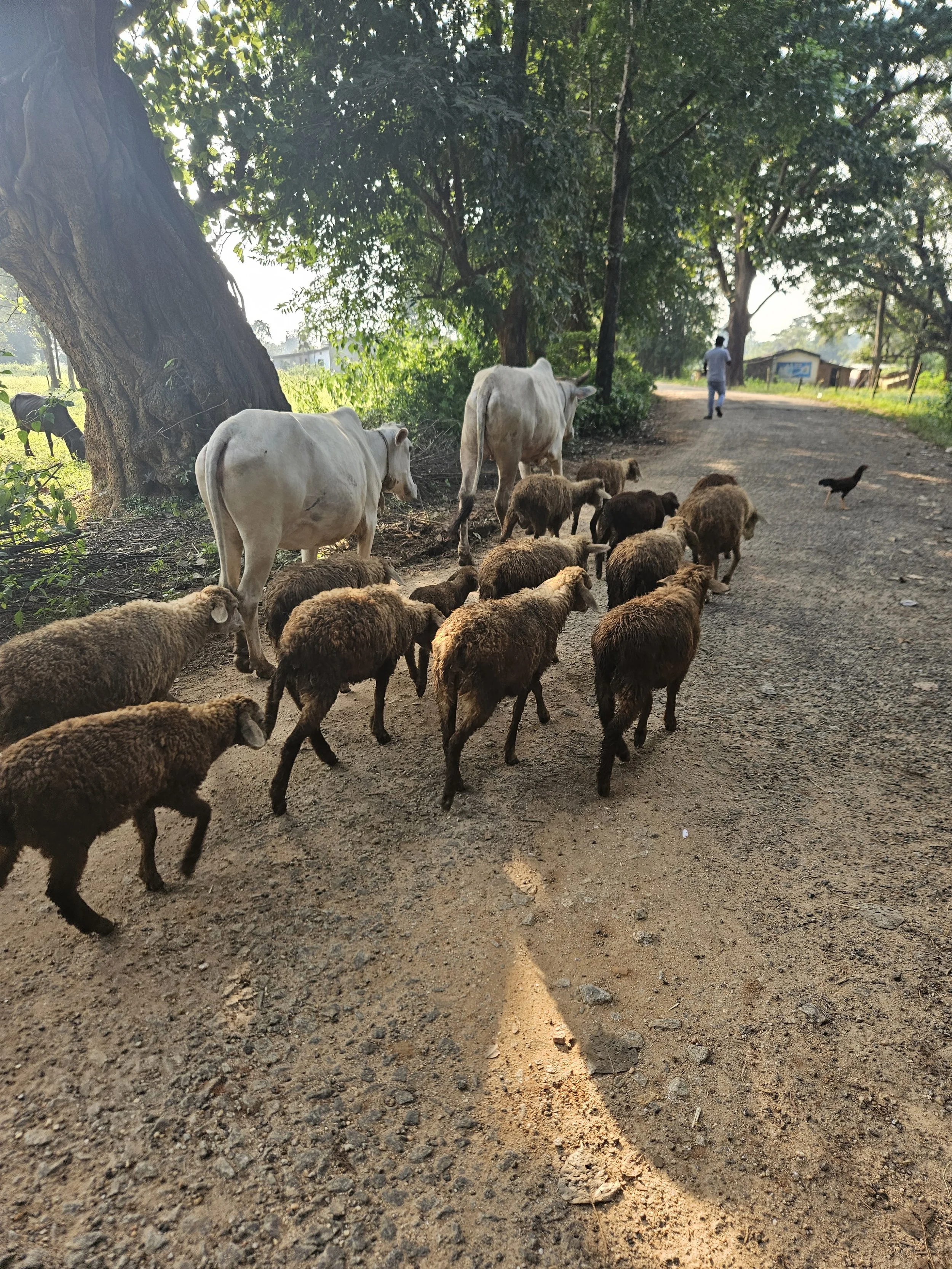 Jharkhand, India 2025