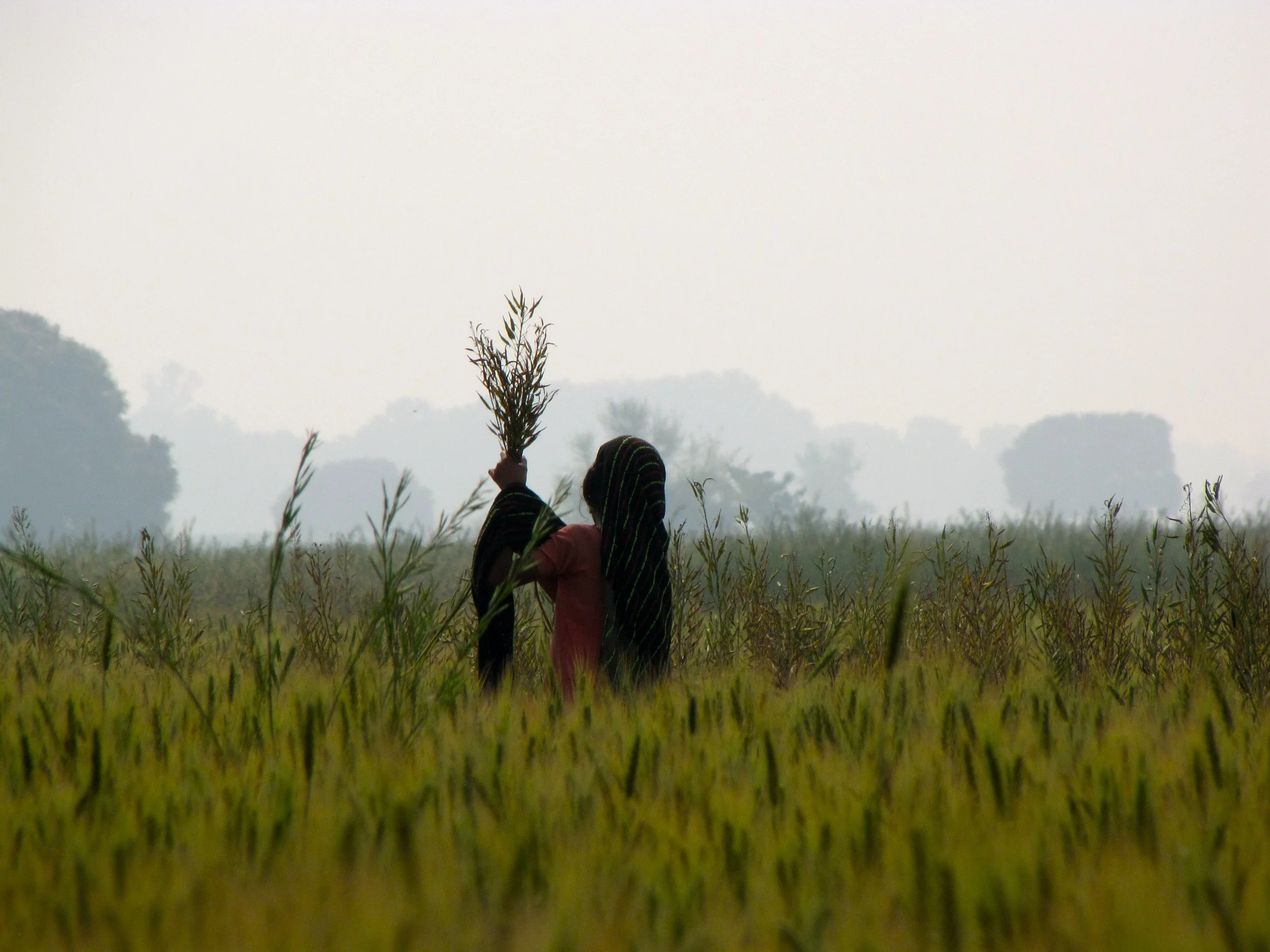 Terai, Nepal 2012