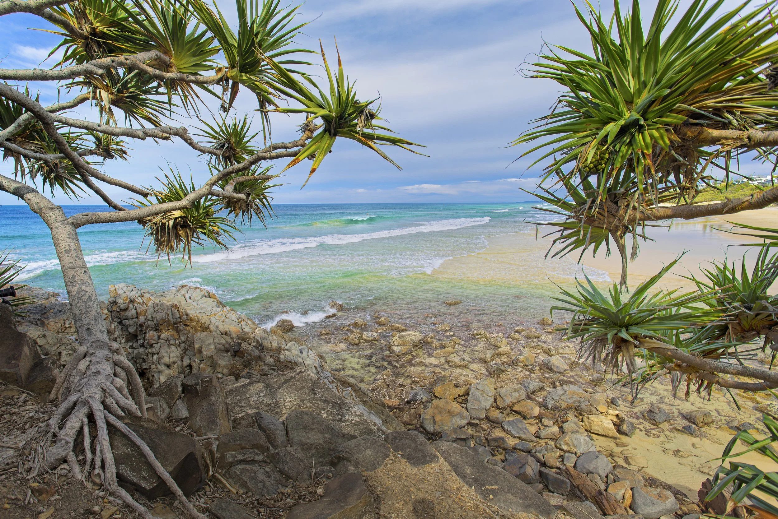 View of a rocky beach with large coastal plants in the foreground and the ocean waves stretching to the horizon. Cloudy sky above.