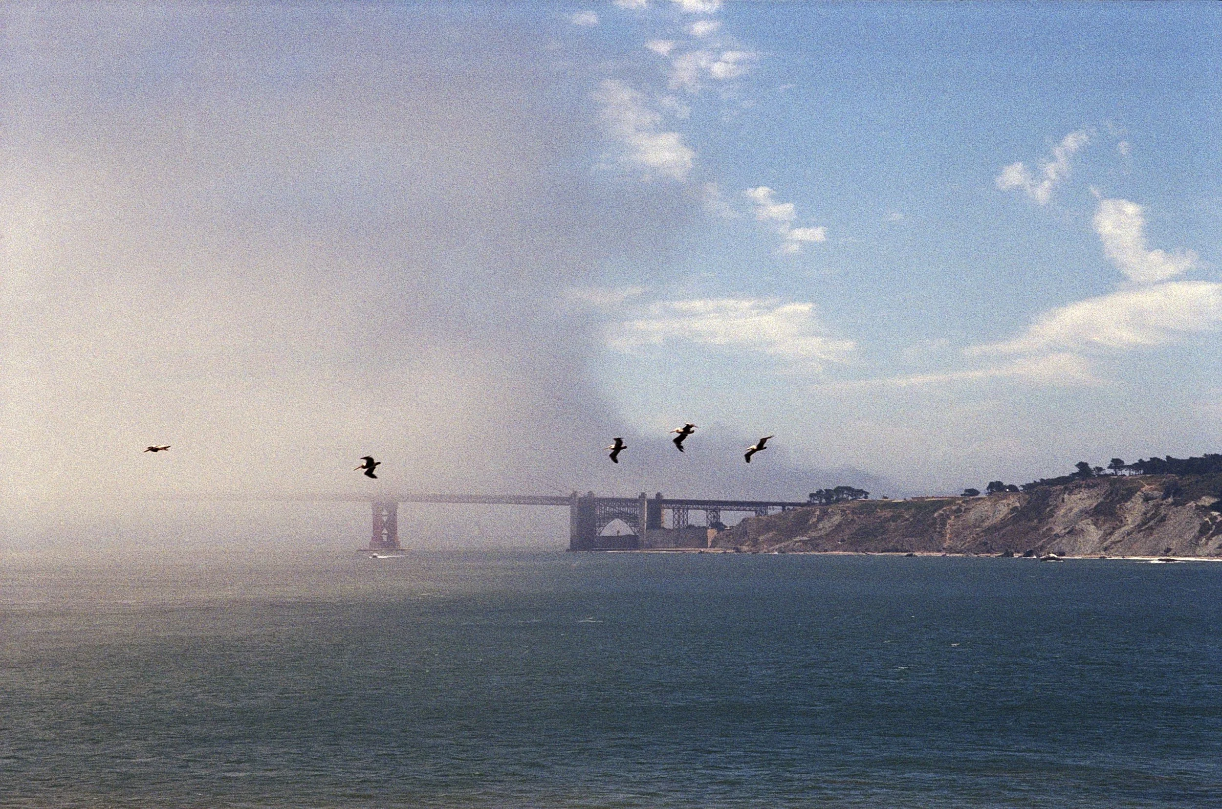golden_fog_birds.jpg