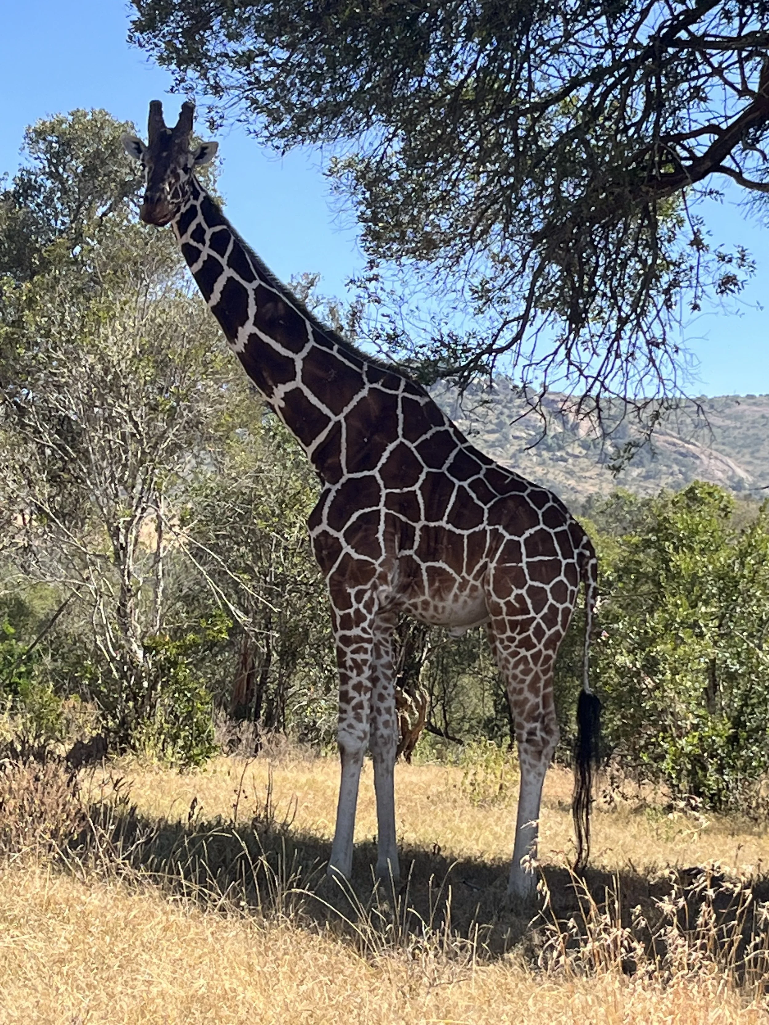 A giraffe standing among trees in a savannah landscape with dry grass and a blue sky.