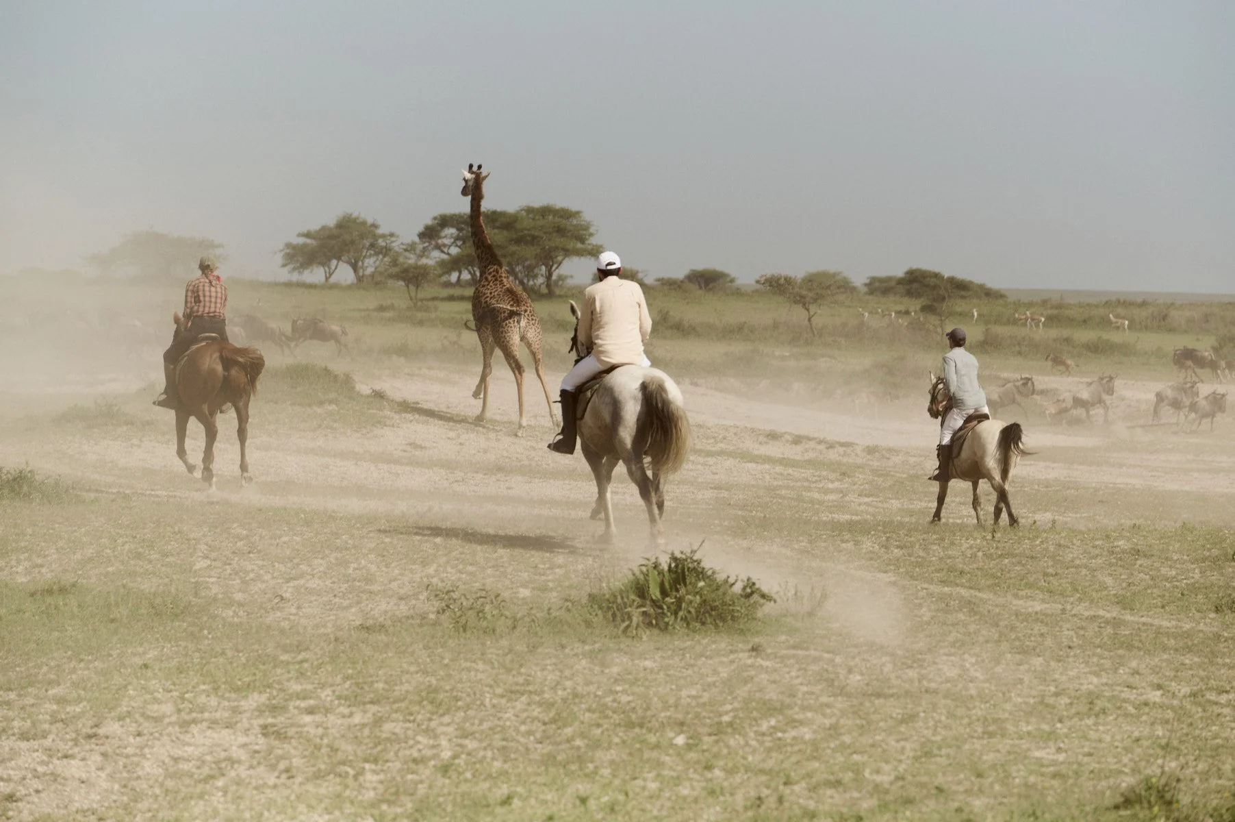 Serengeti_0614.jpg