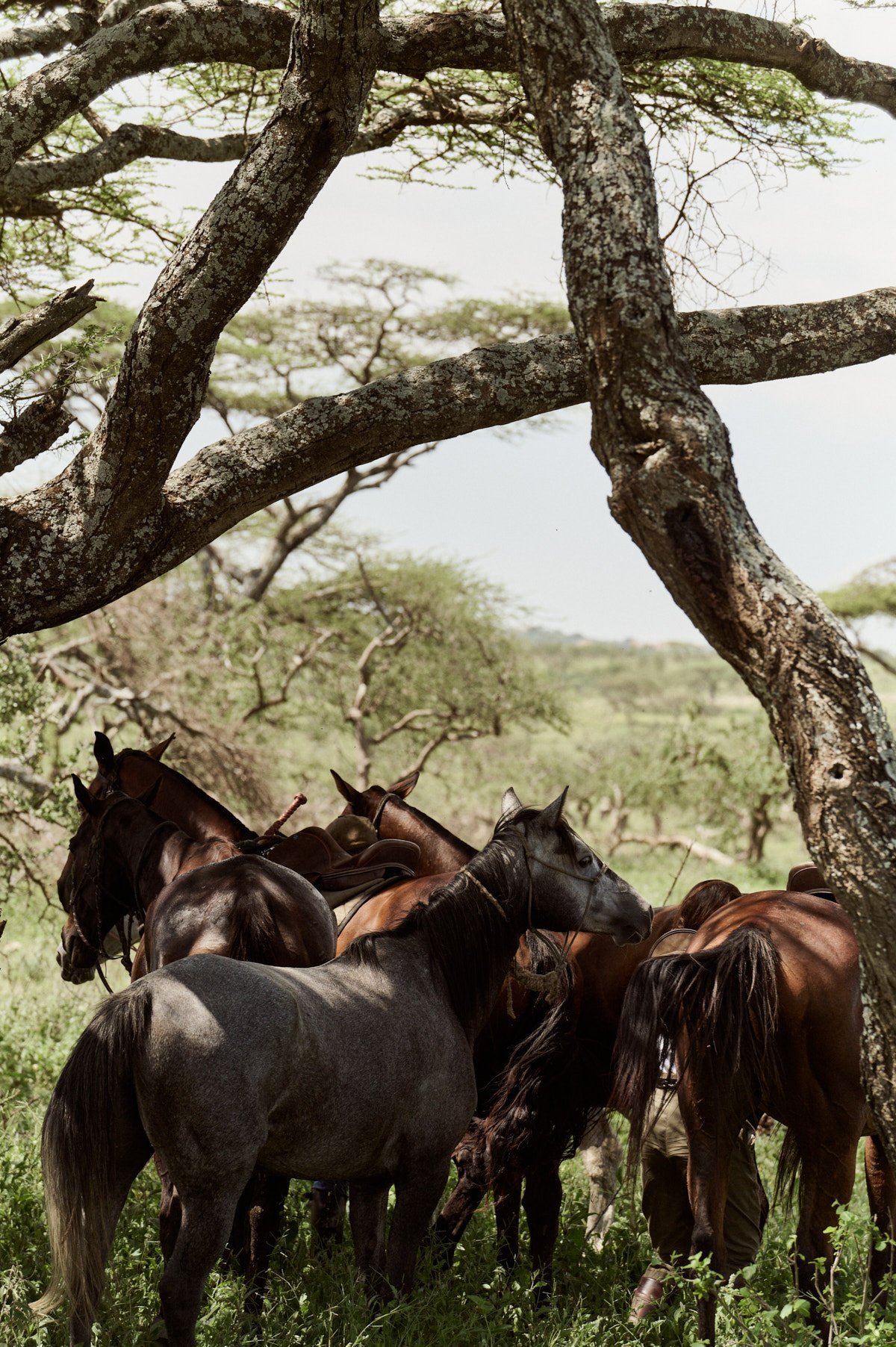 Meet the horses: how we match every rider to the right horse