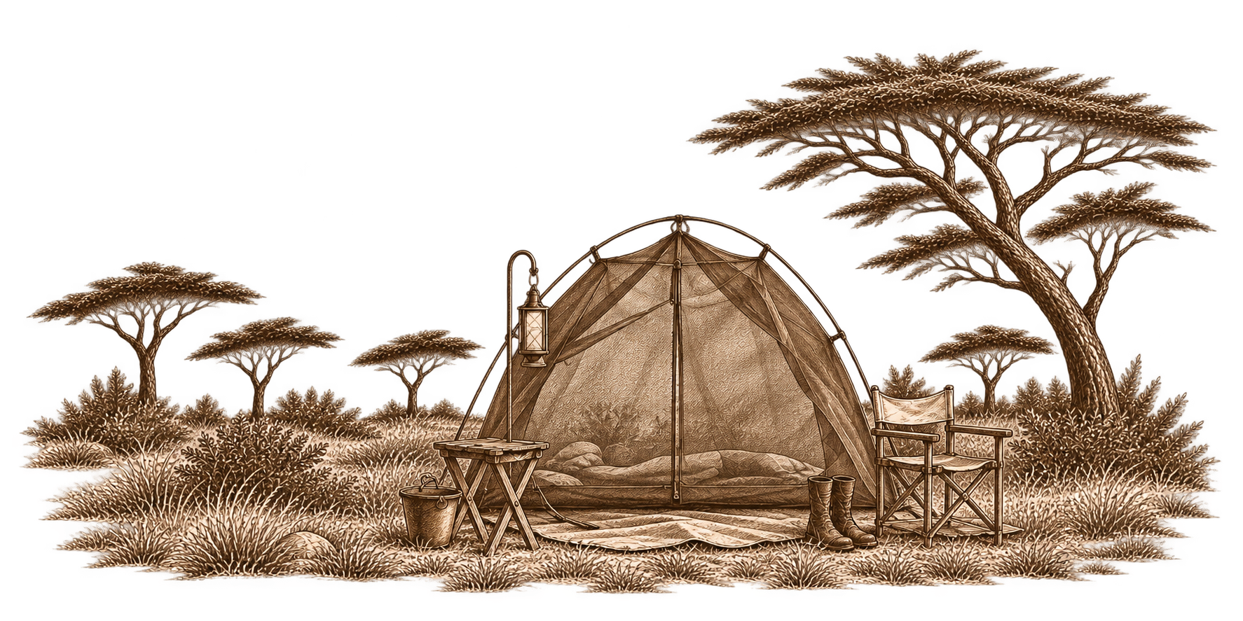 Pencil sketch of a fly camp tent beneath acacia trees