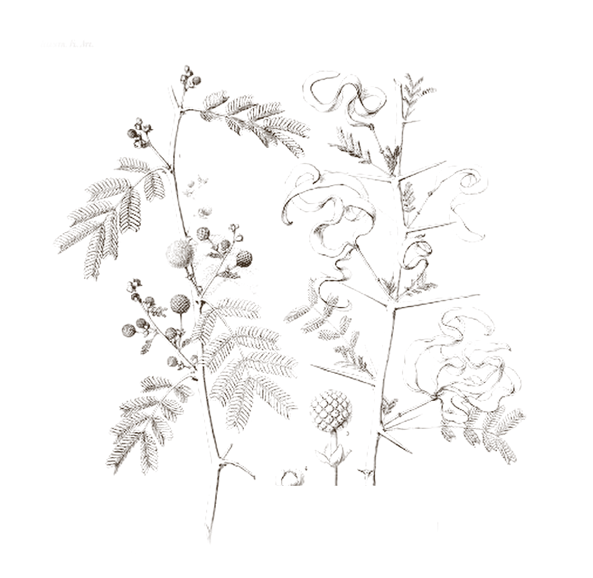 Vintage engraving of an acacia branch