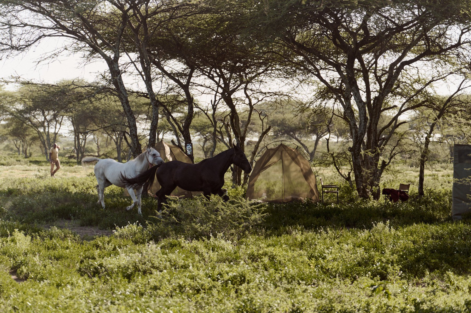 Horses grazing beside the fly camp among acacia trees