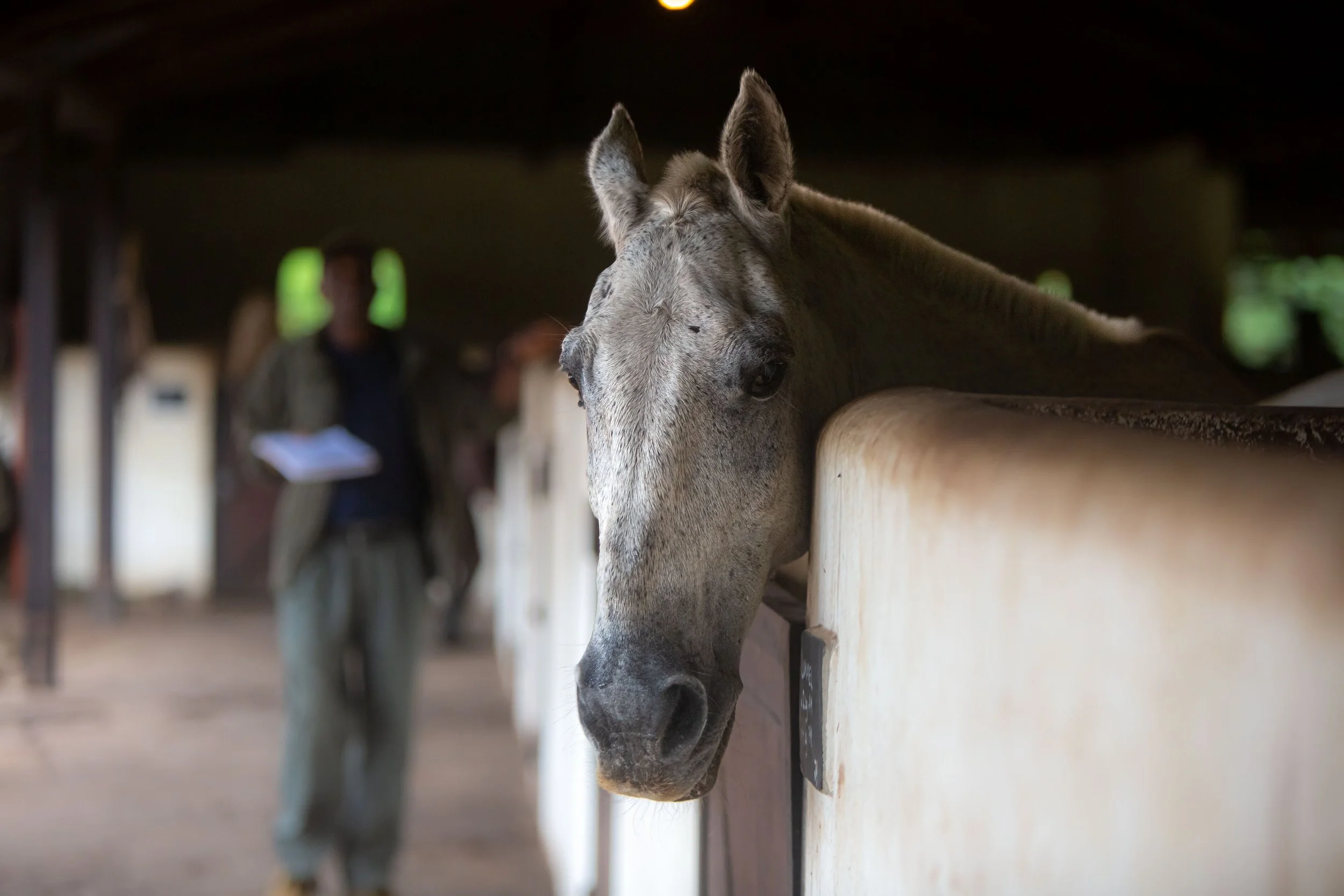 Grey horse looking out from its stable at the Tanzania Horse Safaris yard