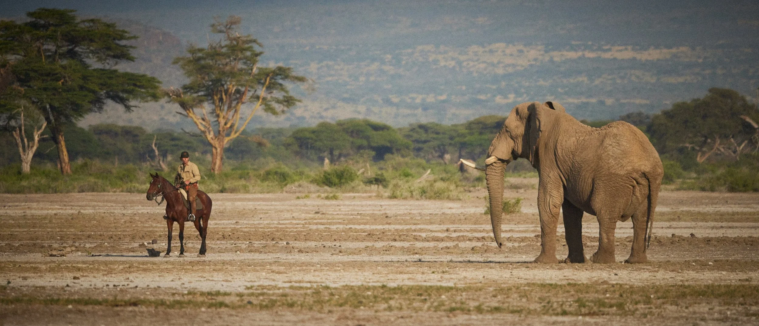 Rider on horseback close to an elephant near Kilimanjaro