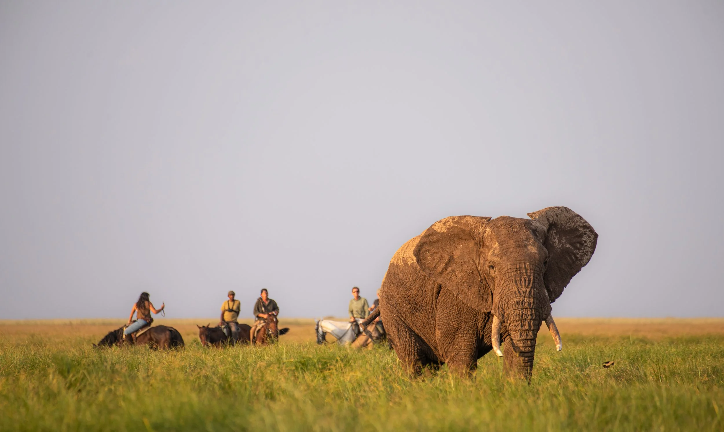 Riders watching an elephant on the Kilimanjaro Elephant Ride