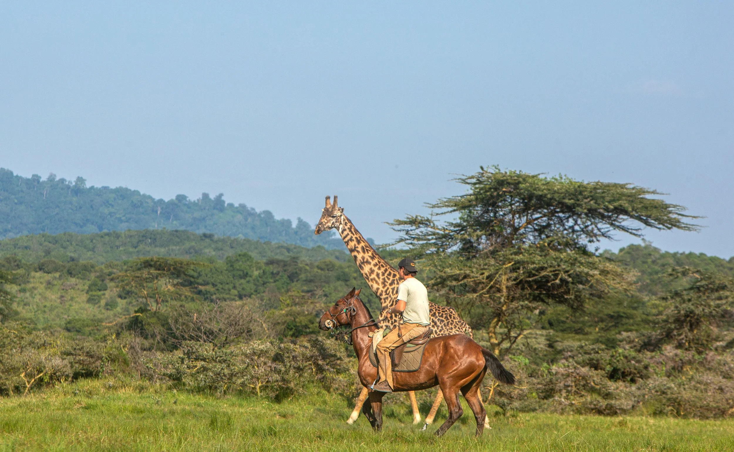 Rider on horseback beside a giraffe on the Mount Meru Ride