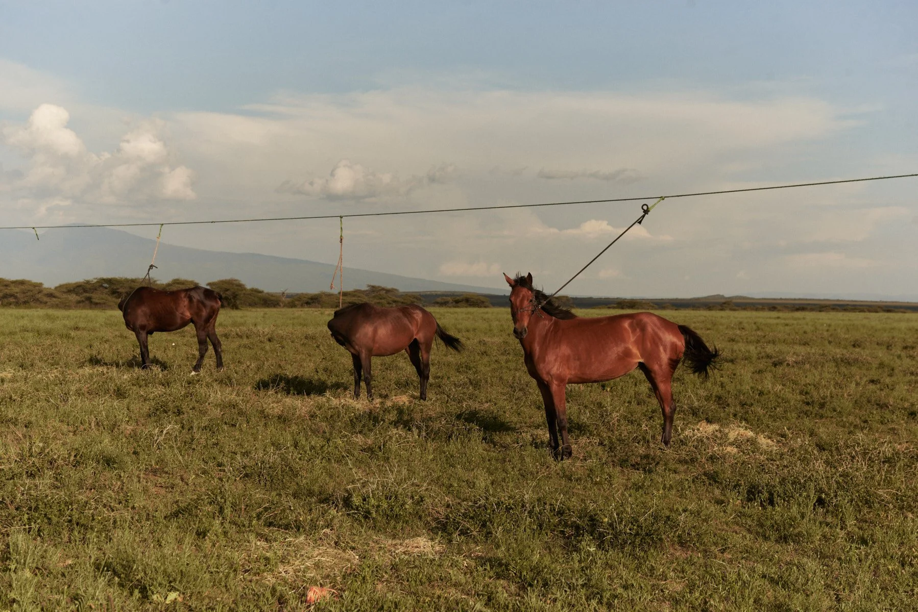 Serengeti_0396.jpg