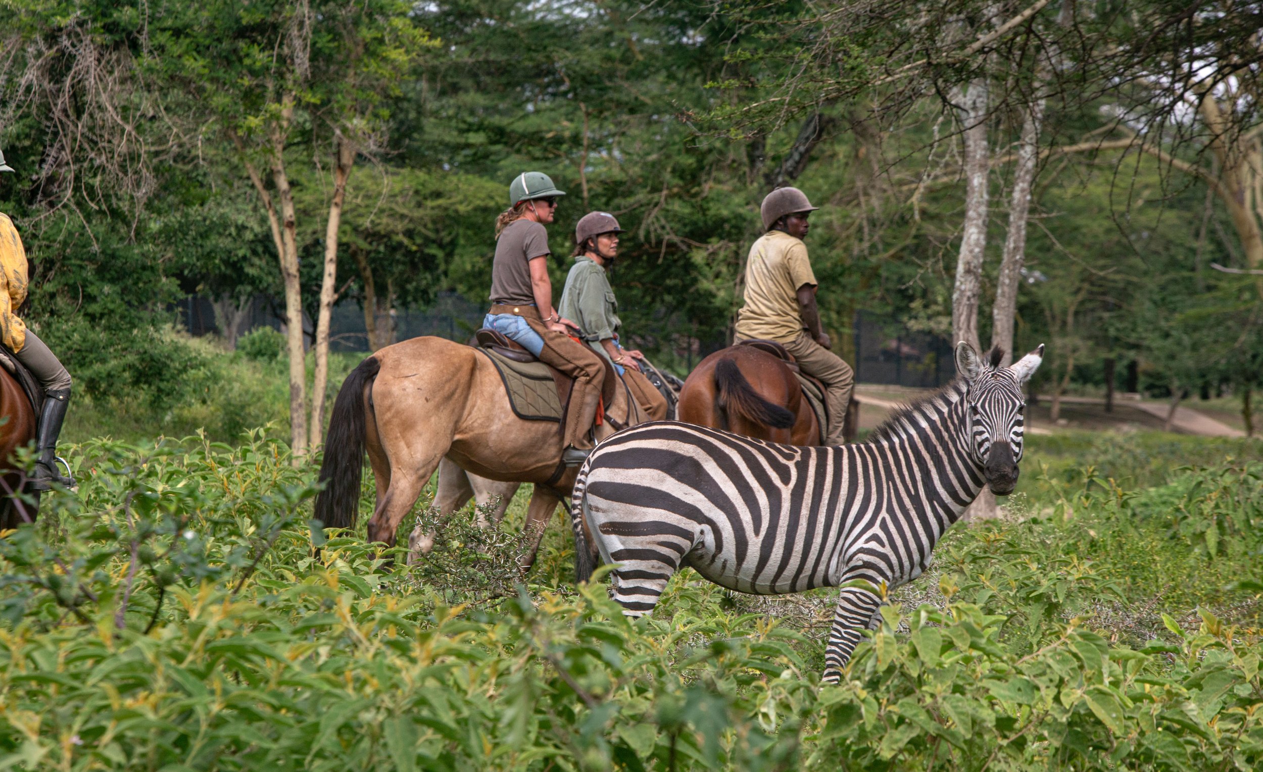 Riders on horseback beside a zebra on the Estate Bush Ride