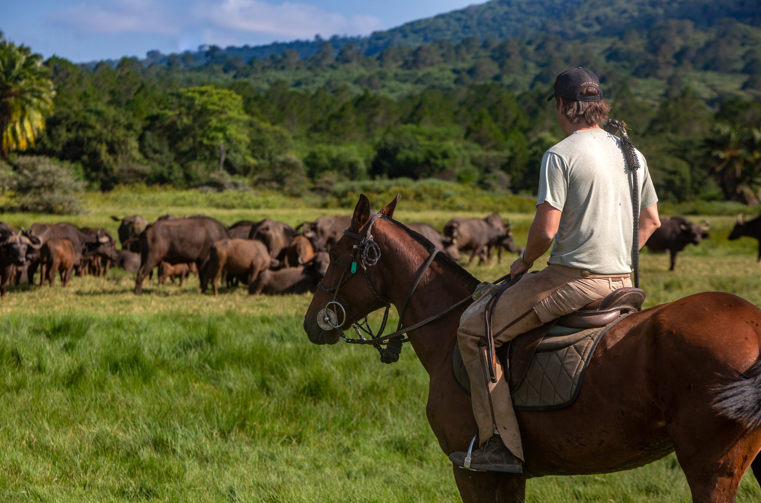 Rider on horseback approaching a herd of buffalo in Tanzania