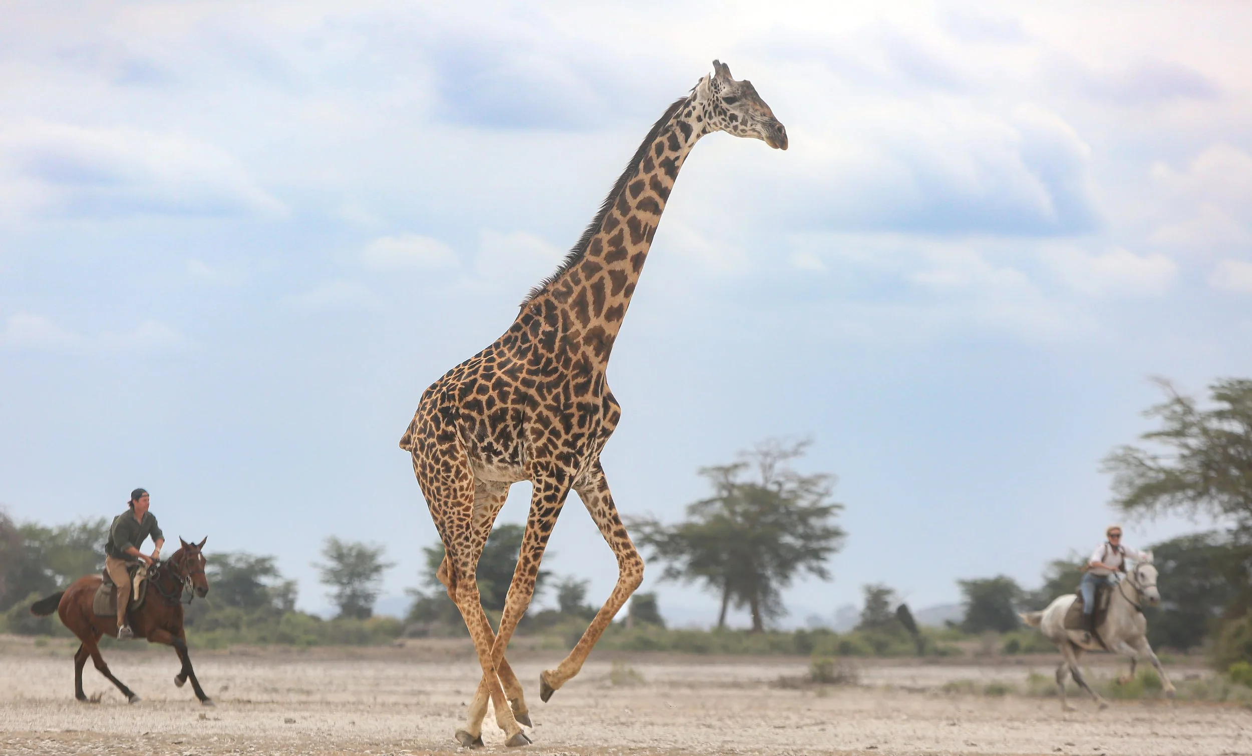 Giraffe walking past riders on a horse safari in Tanzania