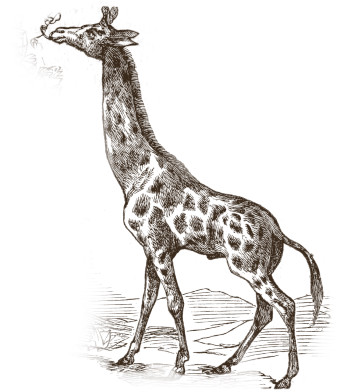 Vintage engraving of a giraffe