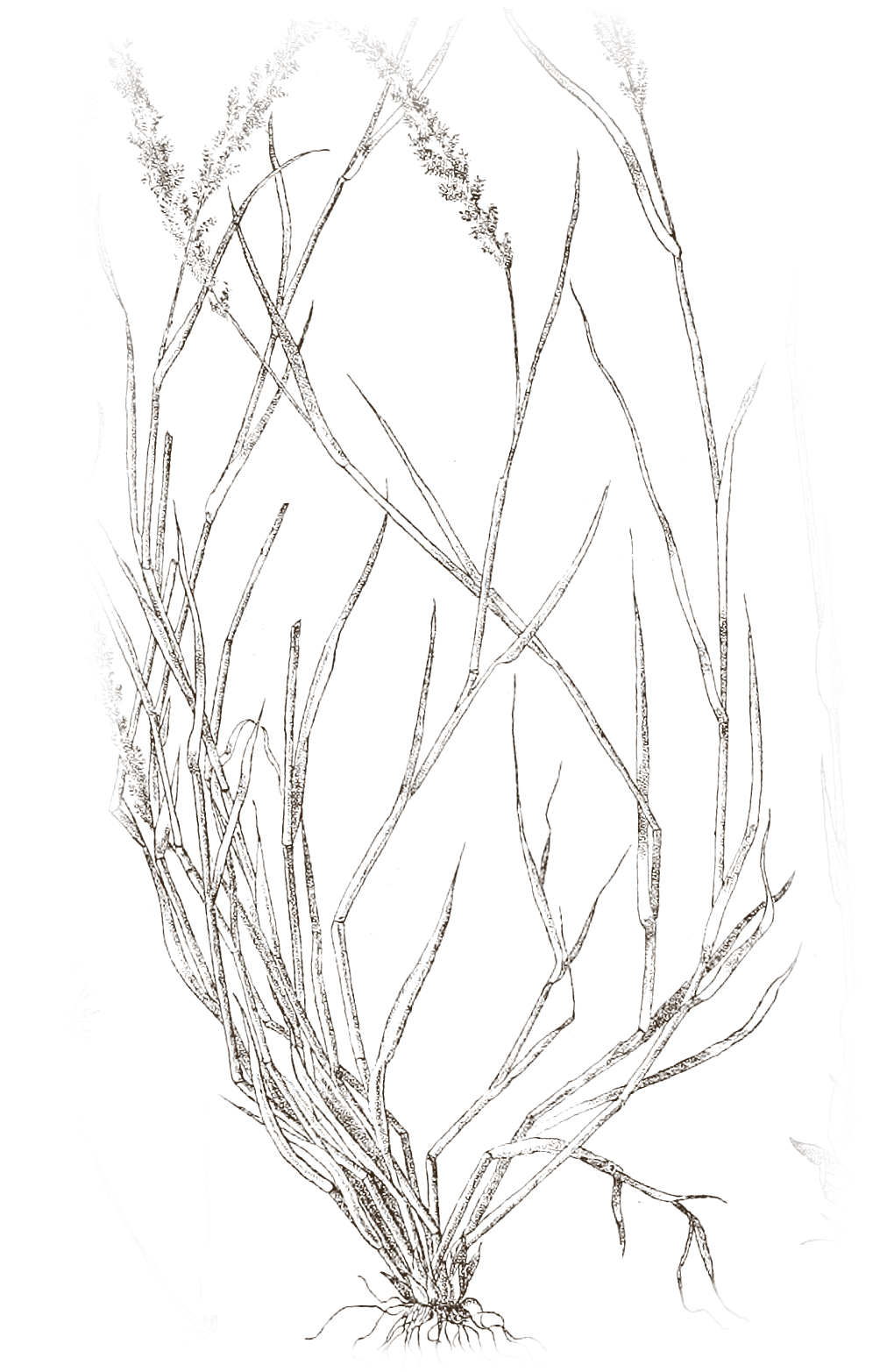 Vintage engraving of savannah grass