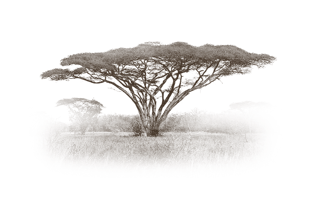 Vintage engraving of an umbrella acacia tree