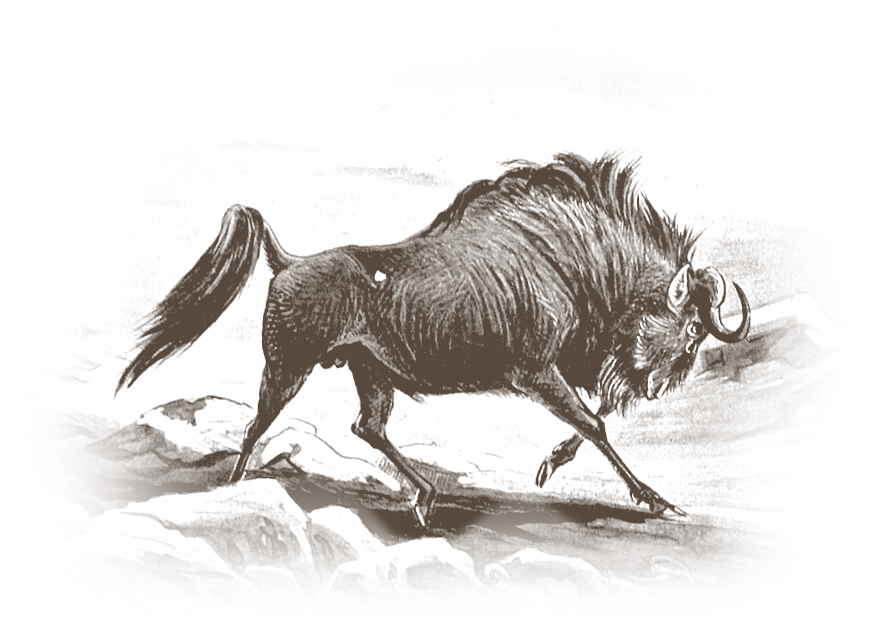 Vintage engraving of a wildebeest